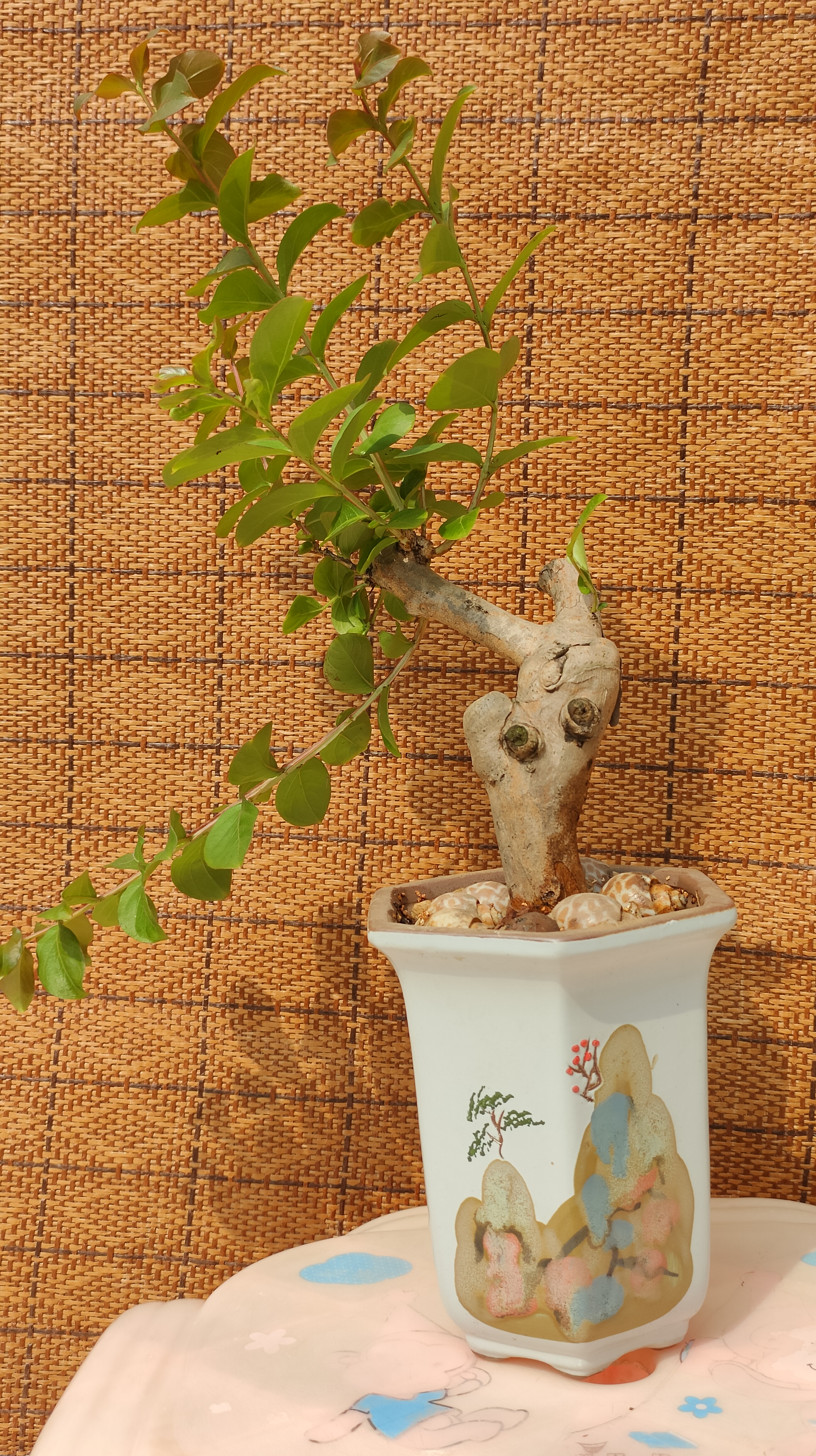 锯了一段紫薇短枝条,应该有六七年了吧?