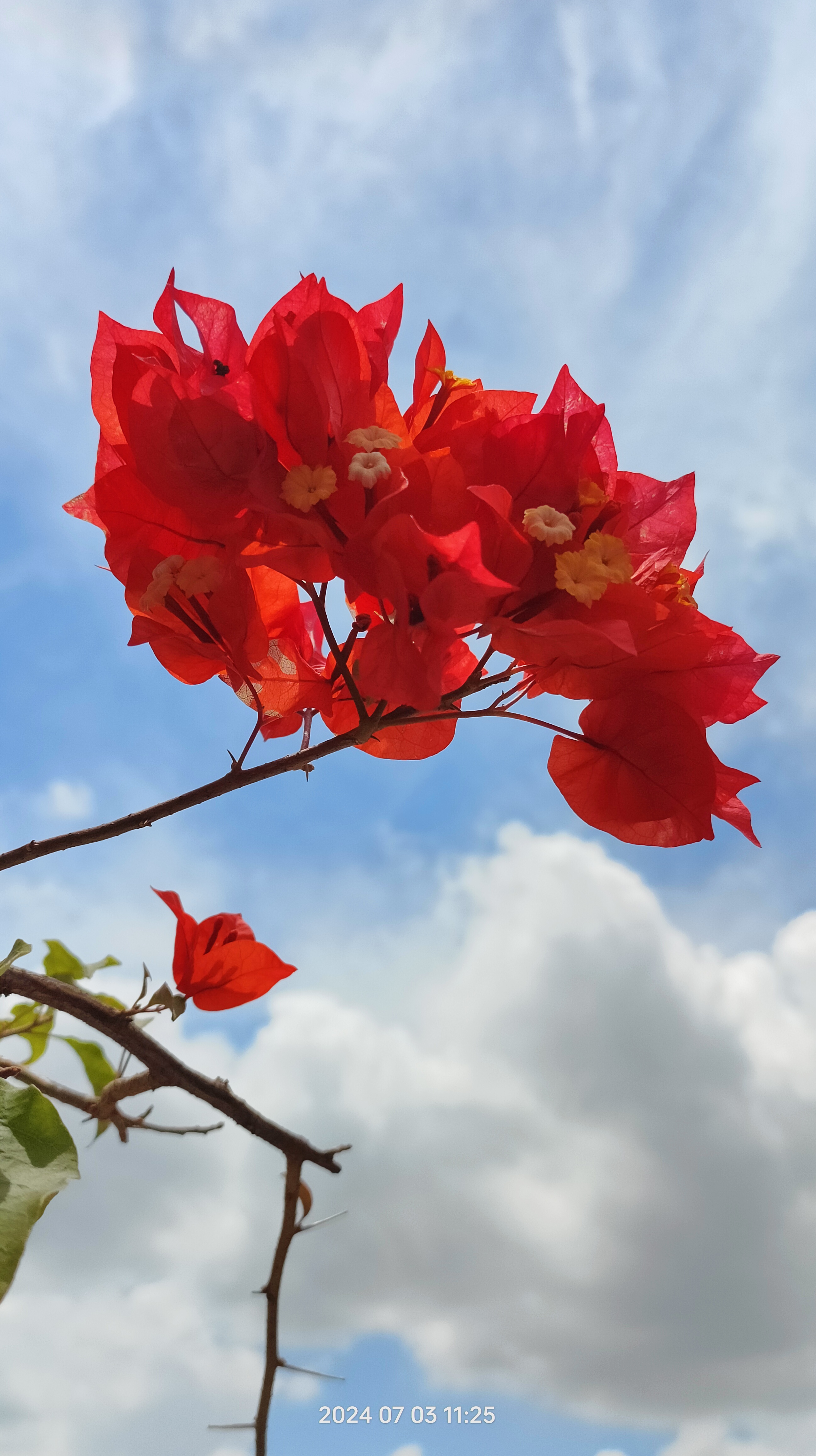 真花的图片大全图片