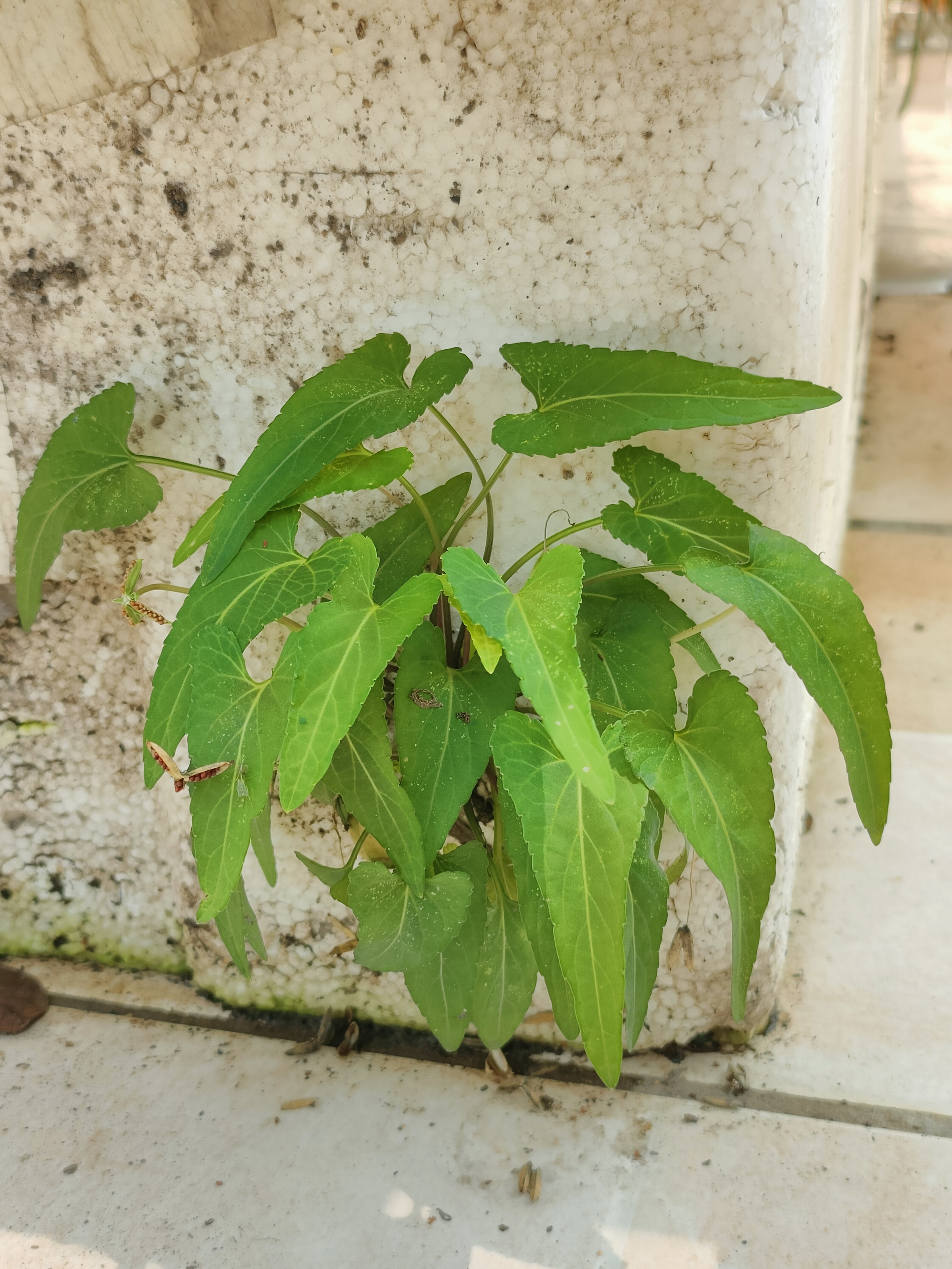 犁头藤草图片图片