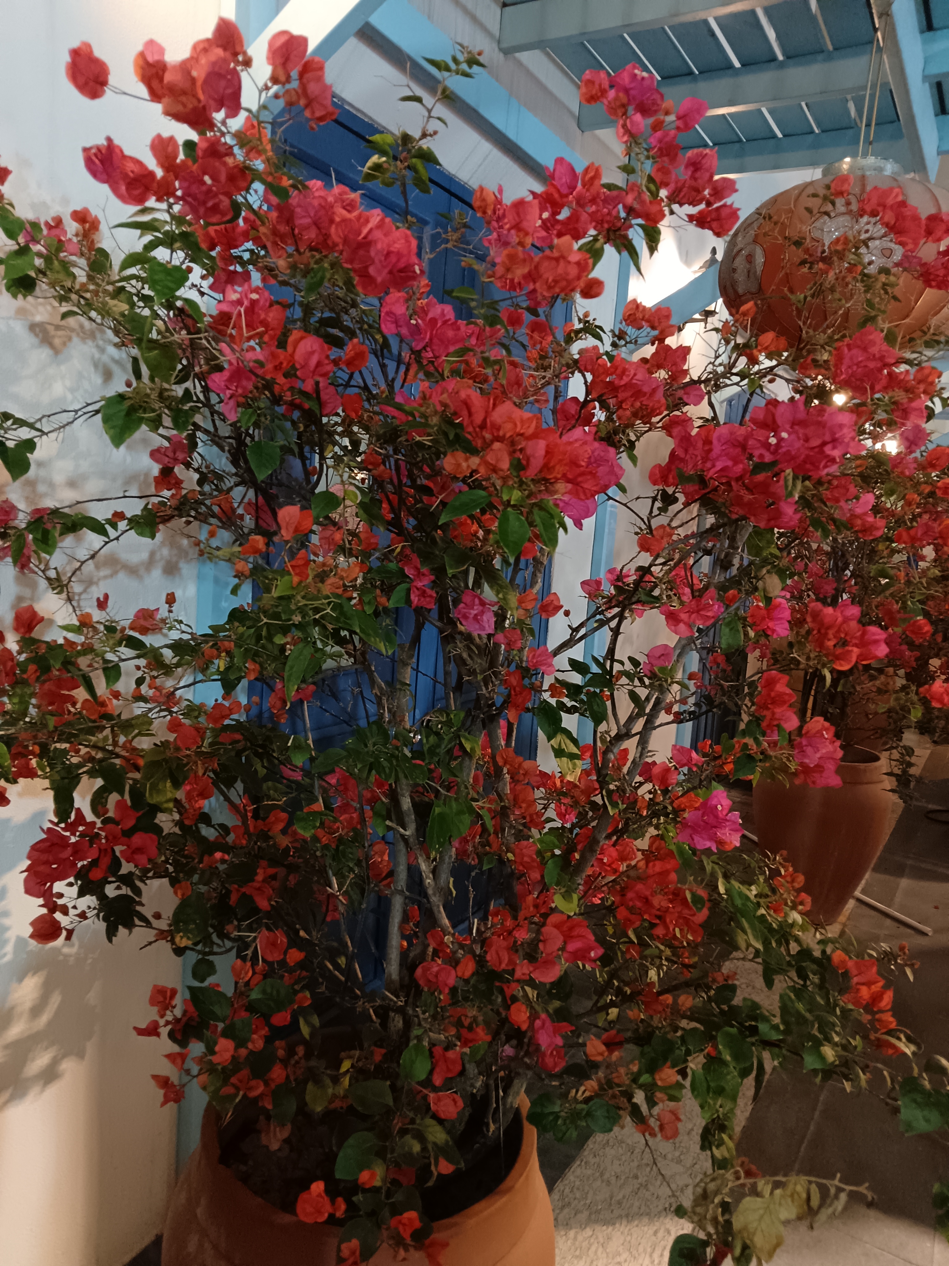 北海一座美丽的城市,市花三角梅开得好美!