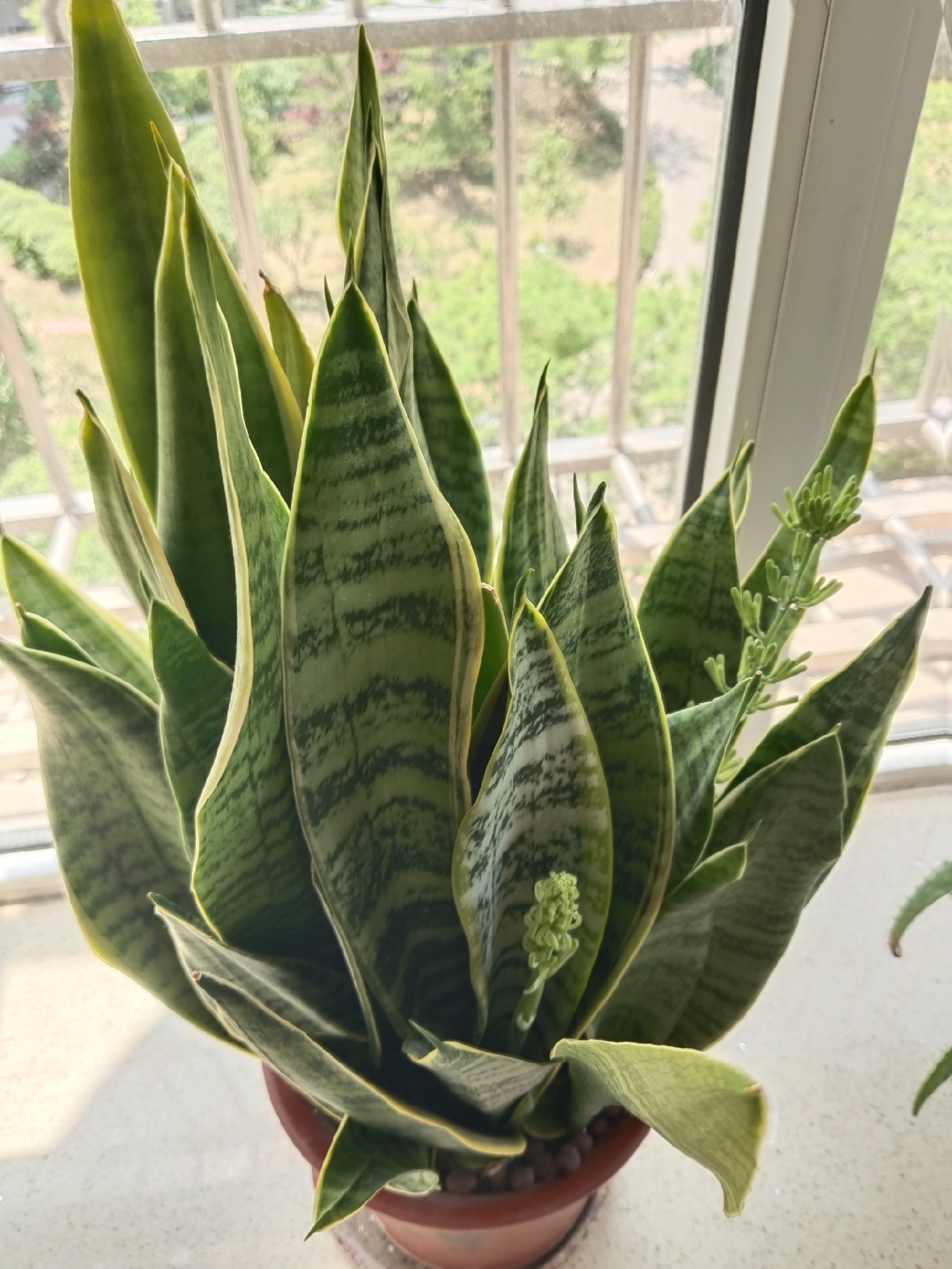 3月份虎尾兰已开过一株,现下又有两株要开