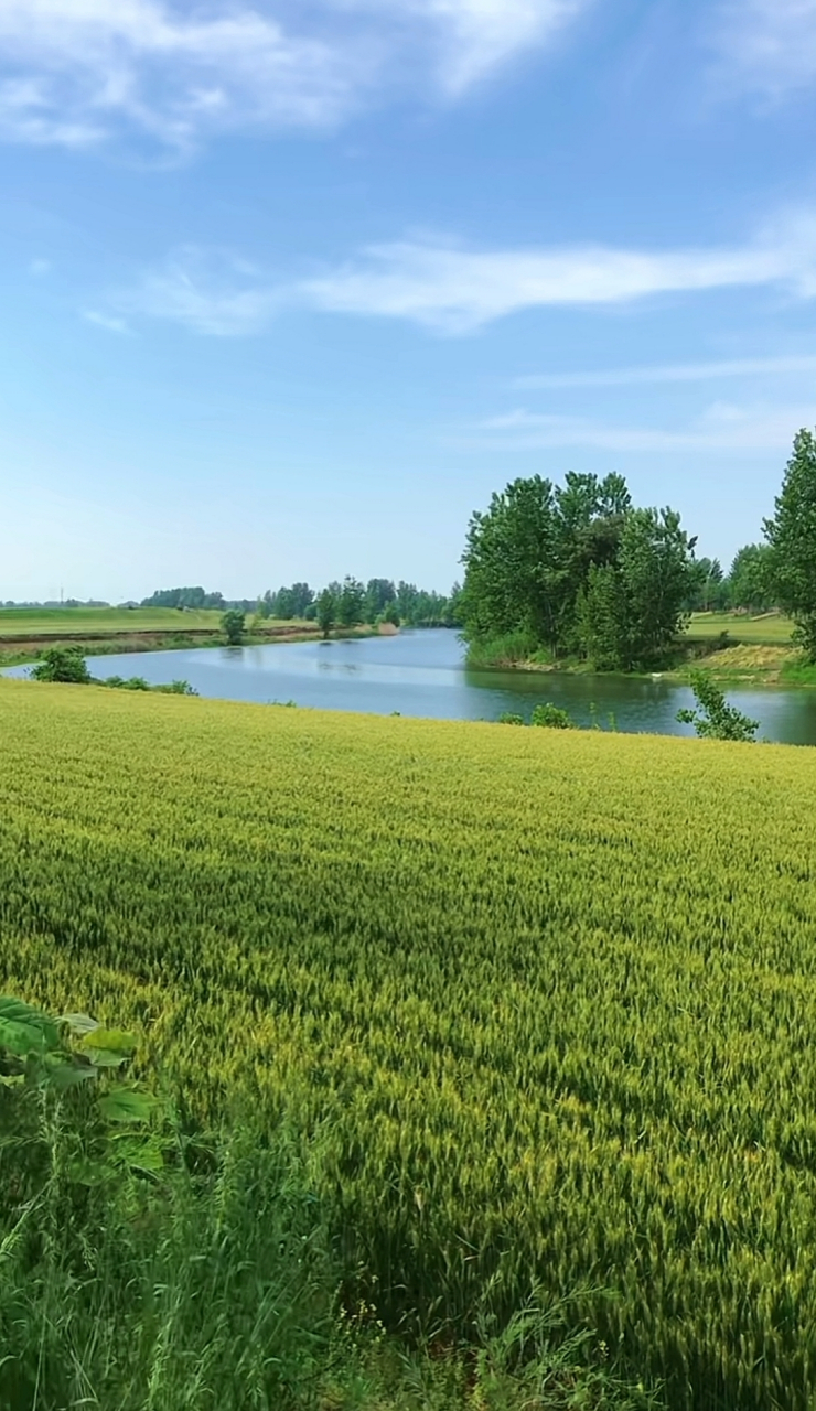 青色麦浪图片