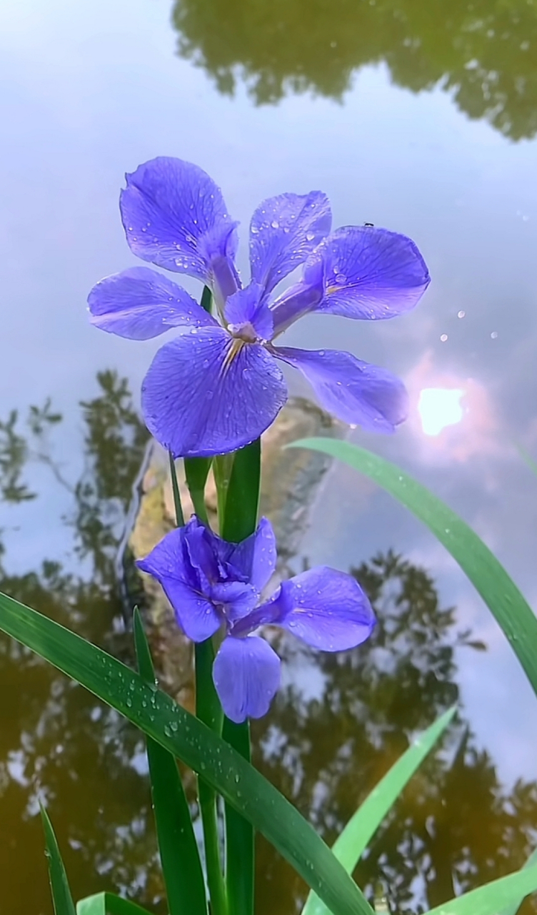 清晨的雨露花草图片图片