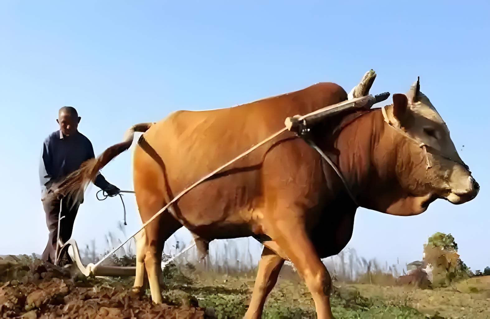 燕子归,绕梁飞,勤筑新巢屋依旧. 翻垦地,播五谷. 春牛奋蹄,人间动锄