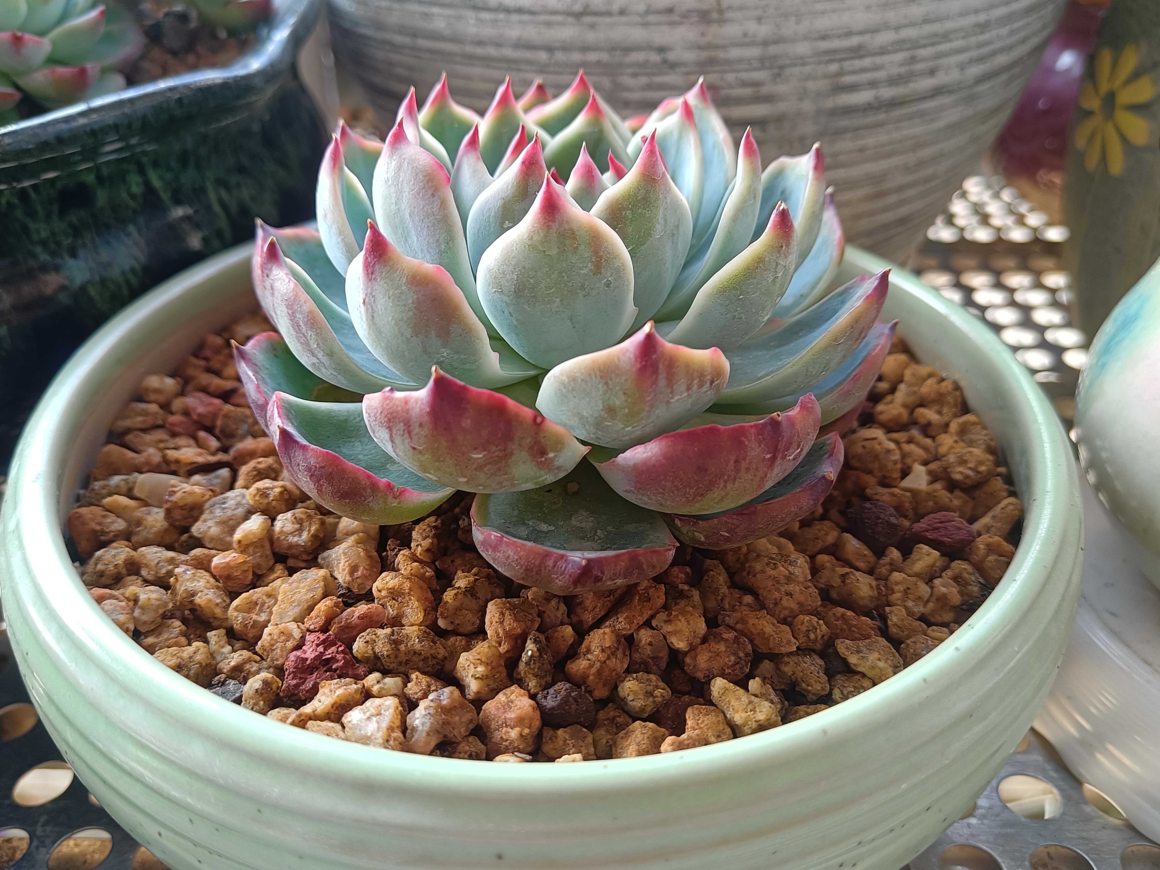 我的夏日精灵们