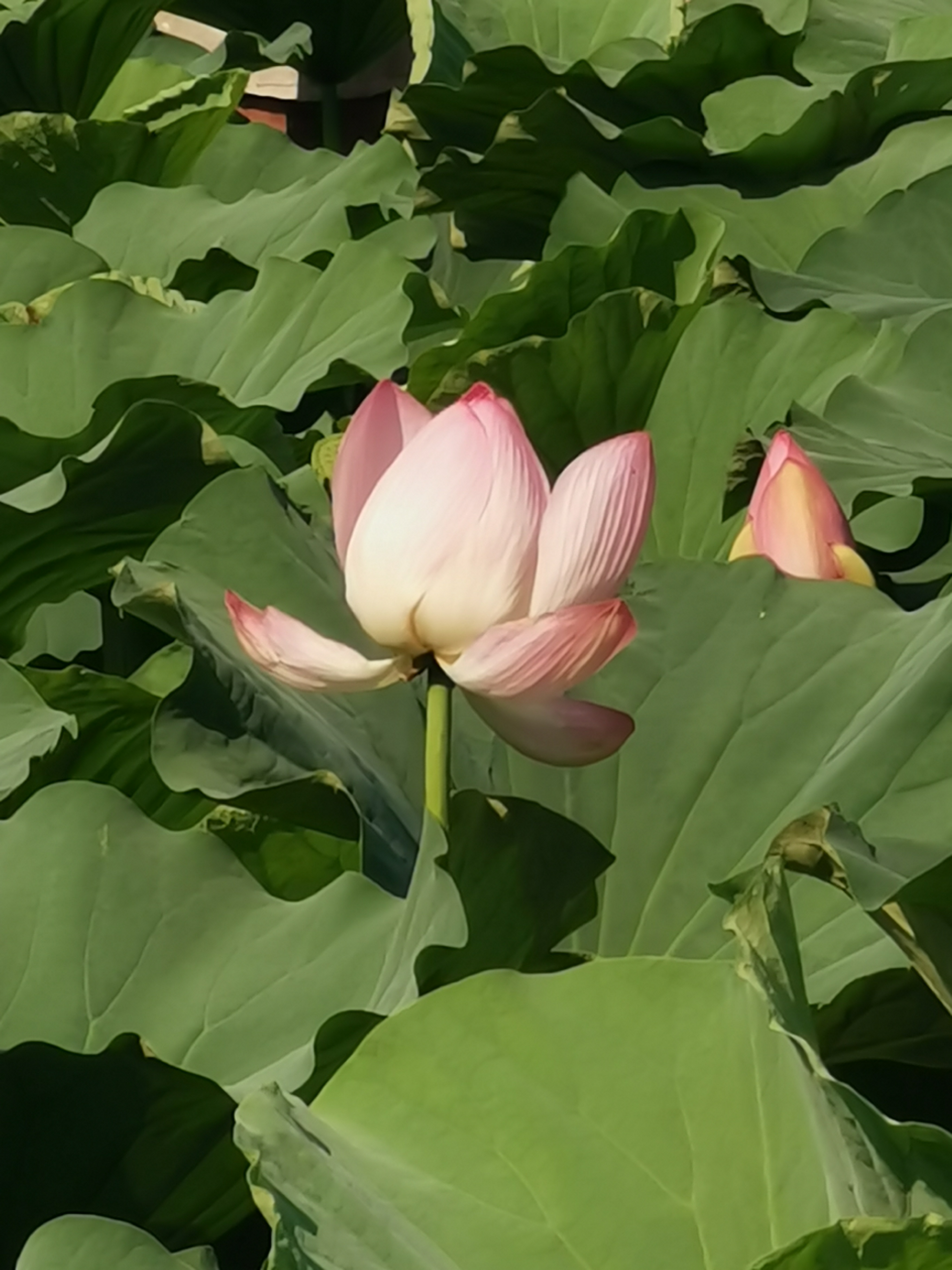 颐和园荷花图片