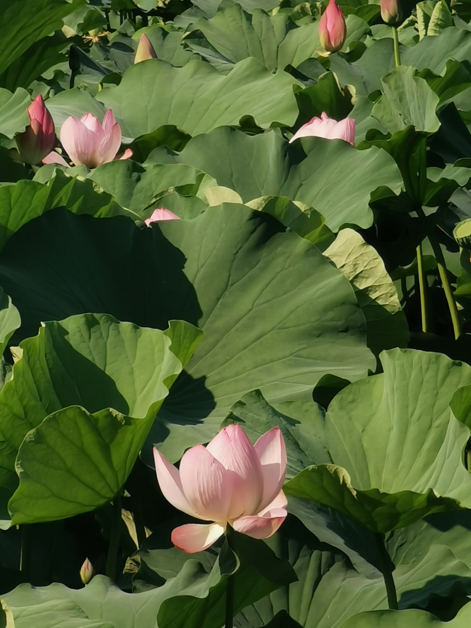 颐和园荷花图片图片