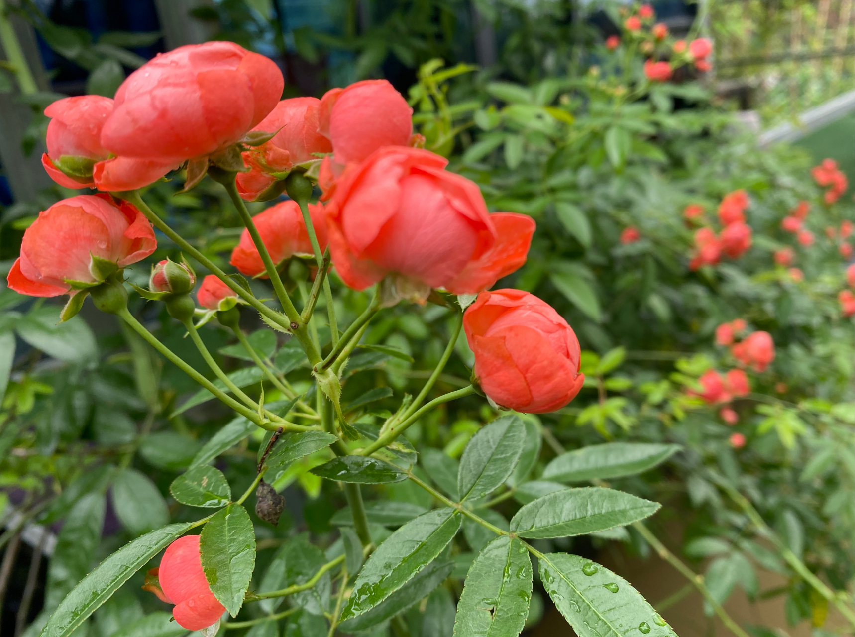 花# #养花小知识# #月季#  橙木香,广州也能开得很好