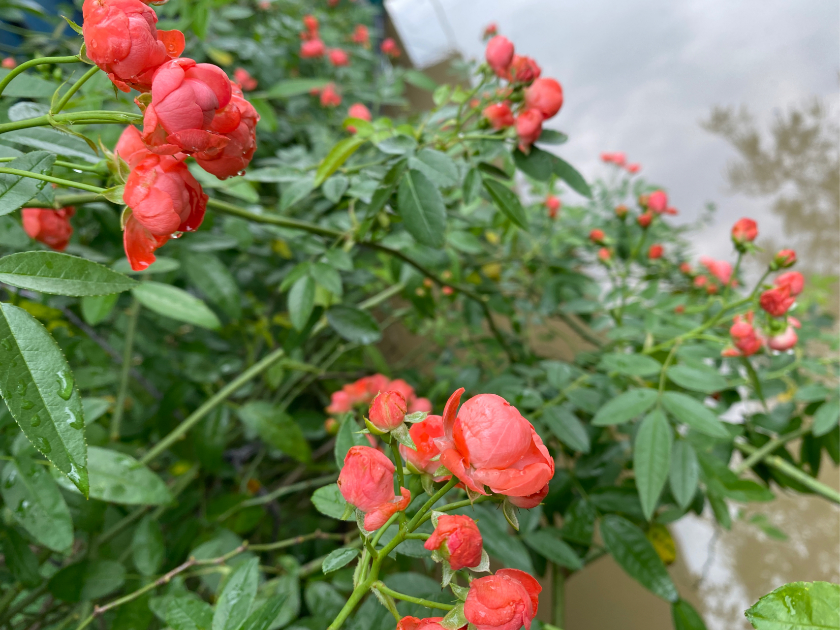 花# #养花小知识# #月季#  橙木香,广州也能开得很好