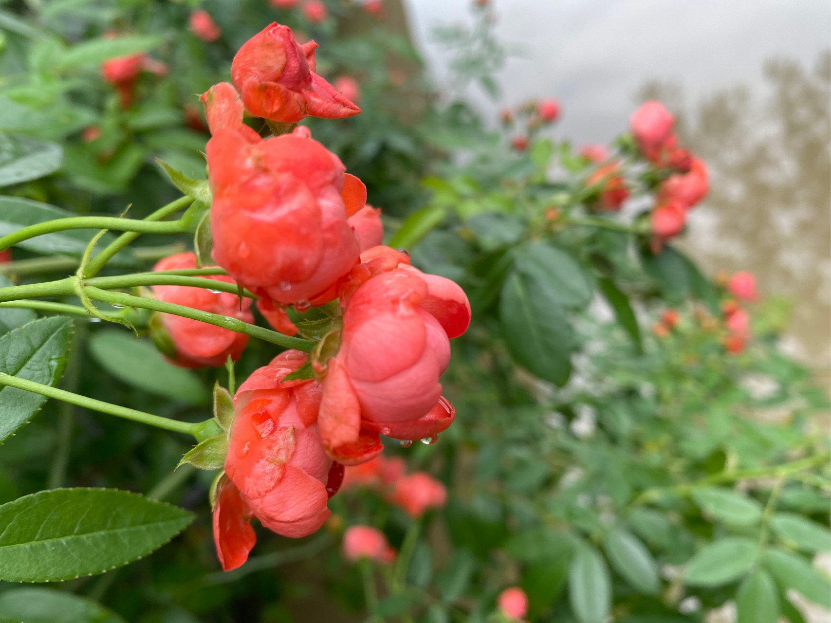 花# #养花小知识# #月季#  橙木香,广州也能开得很好