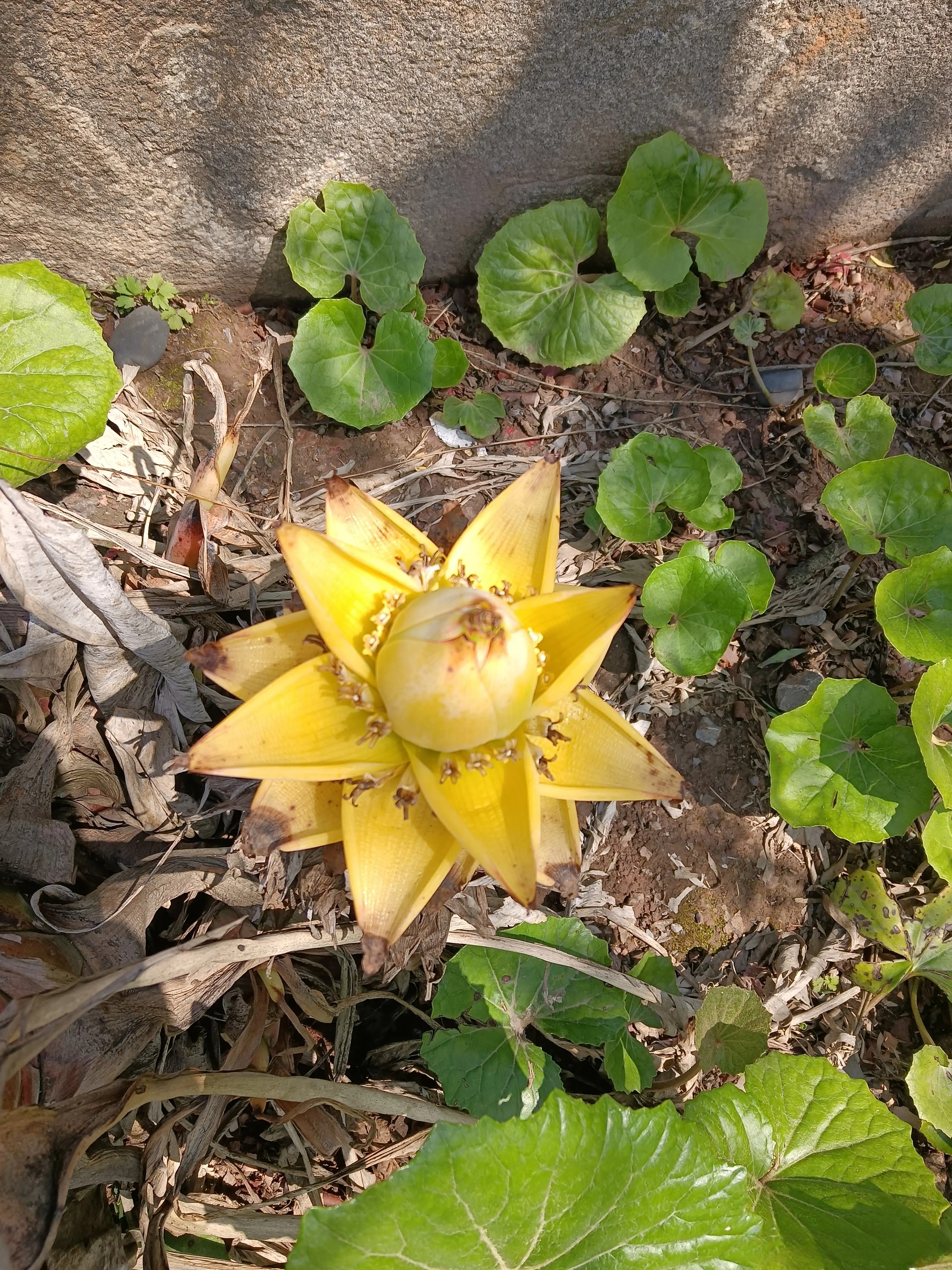 香蕉花图片 食用方法图片