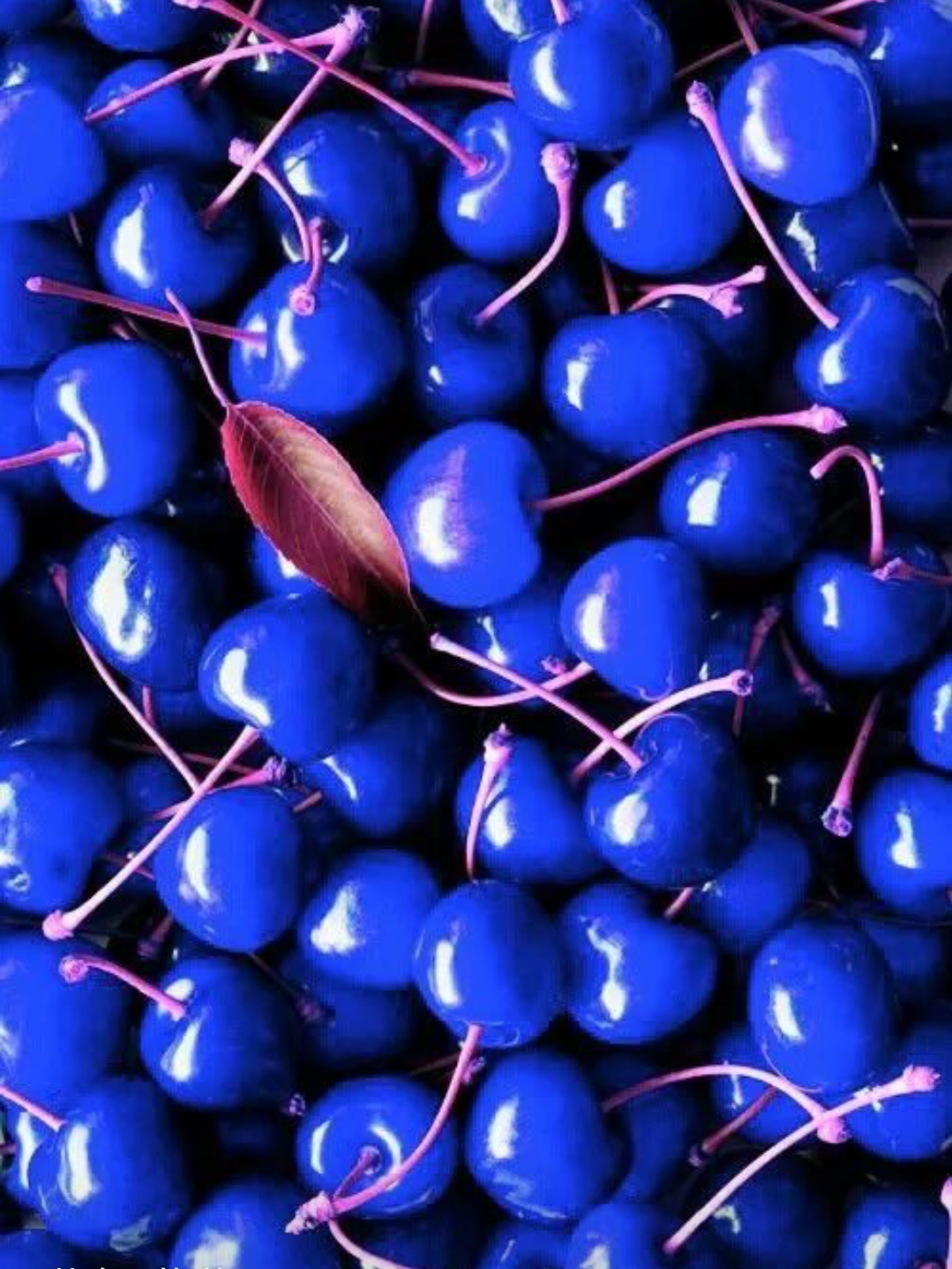 蓝色水果              蓝色樱桃-蓝色草莓-蓝色西瓜