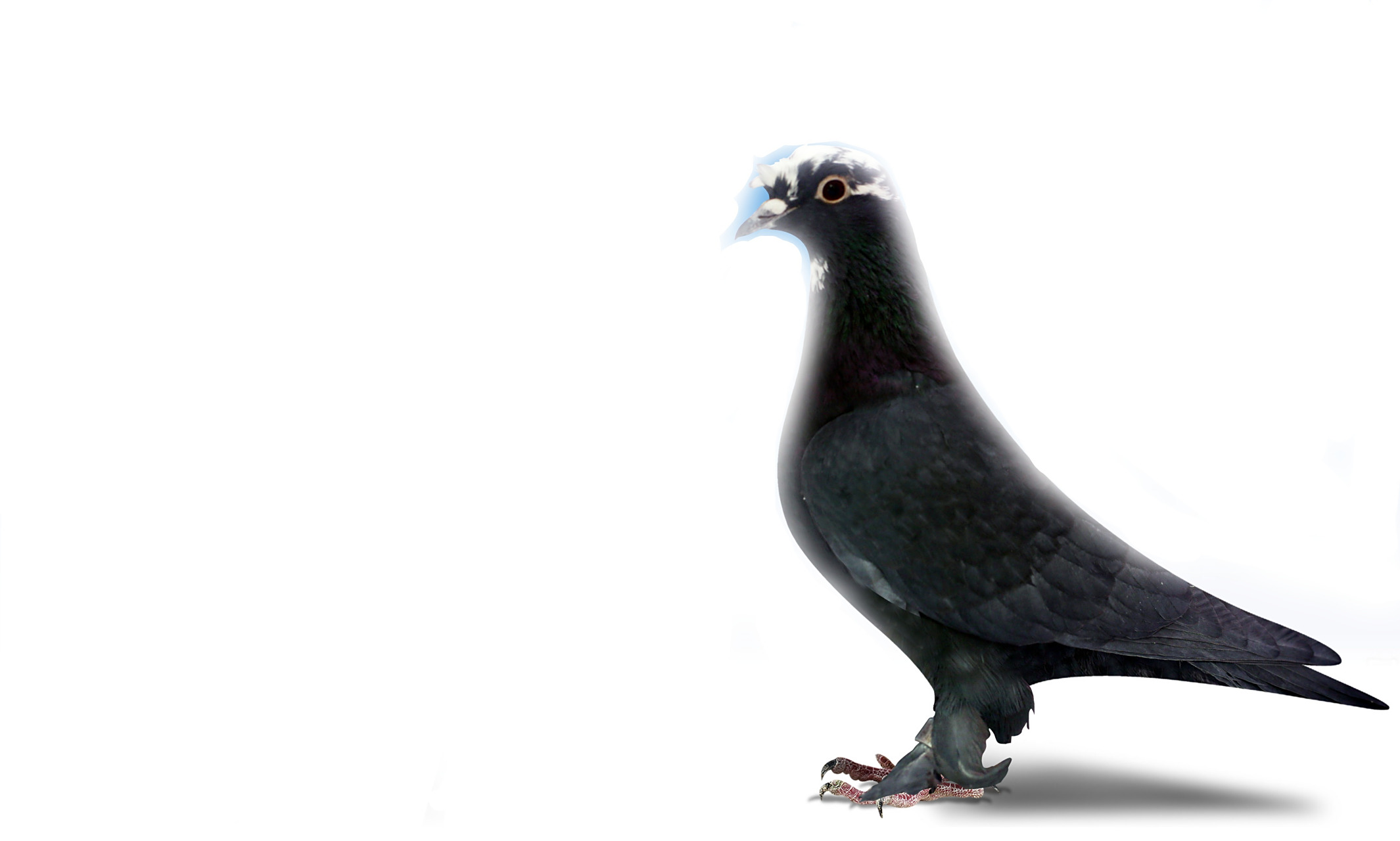 翻翻鸽 #极印萌宠