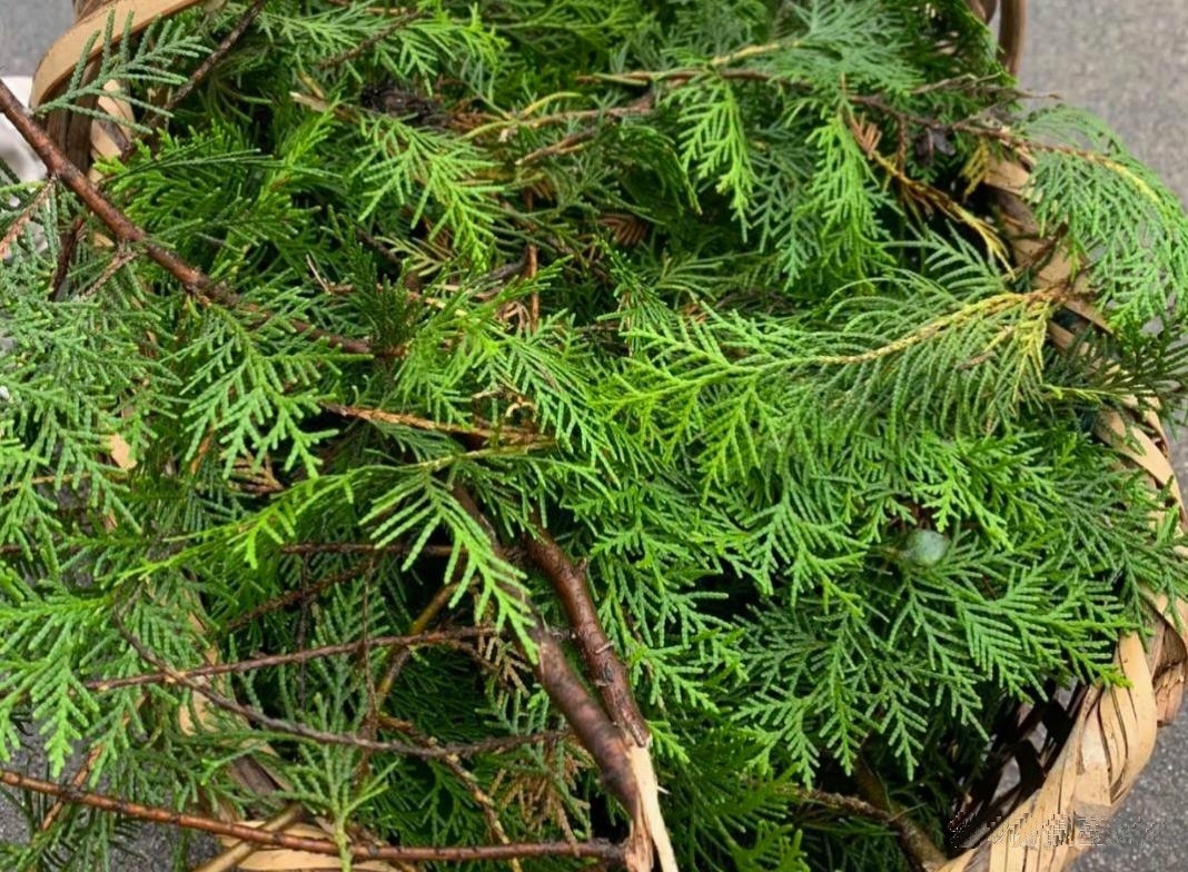 俗话说的好,"千年松,万年柏",柏树自古以来都是长寿的象征,在民间房前