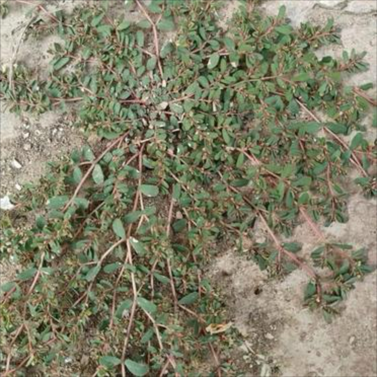 是不是能喂猪,好像记得小时候爷爷奶奶拿这玩意养个猪,有几个认识的