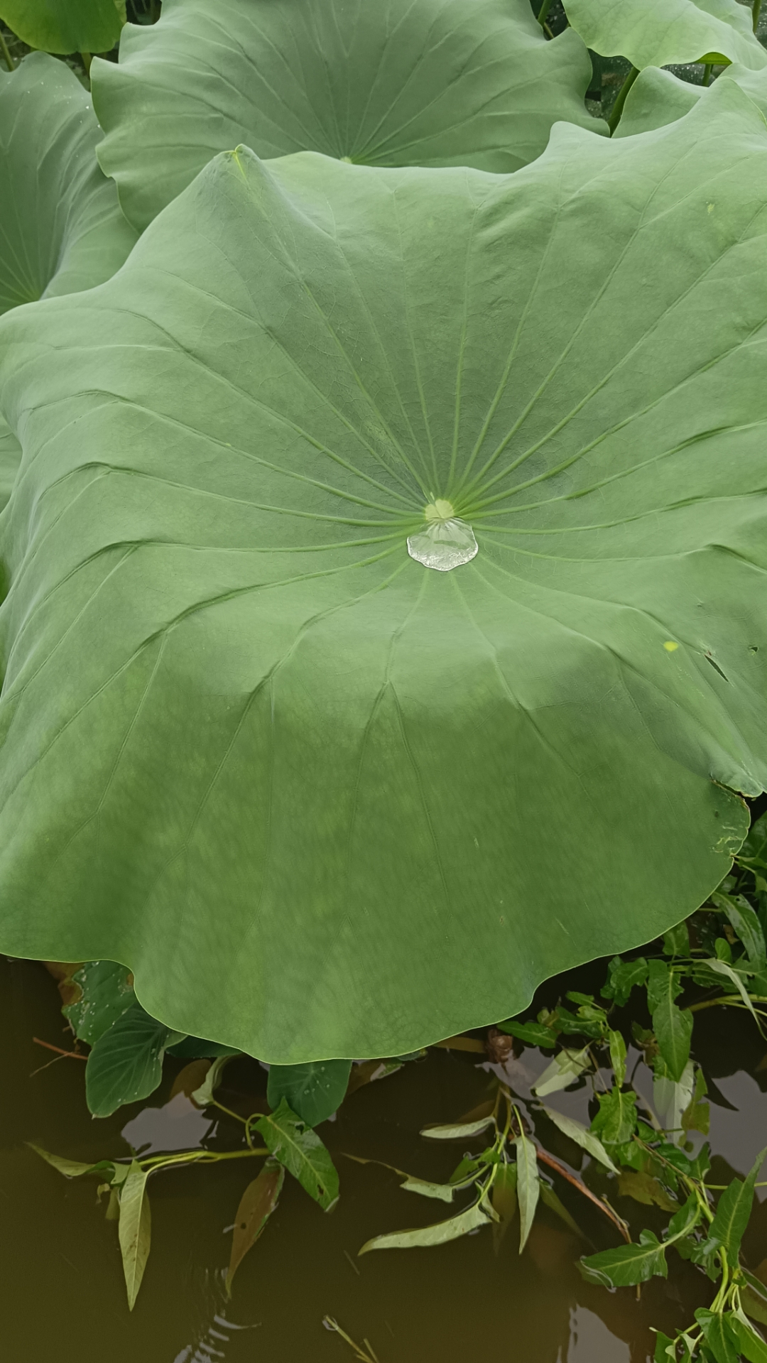 夏意浓,绿意盎然,一池碧叶随风舞