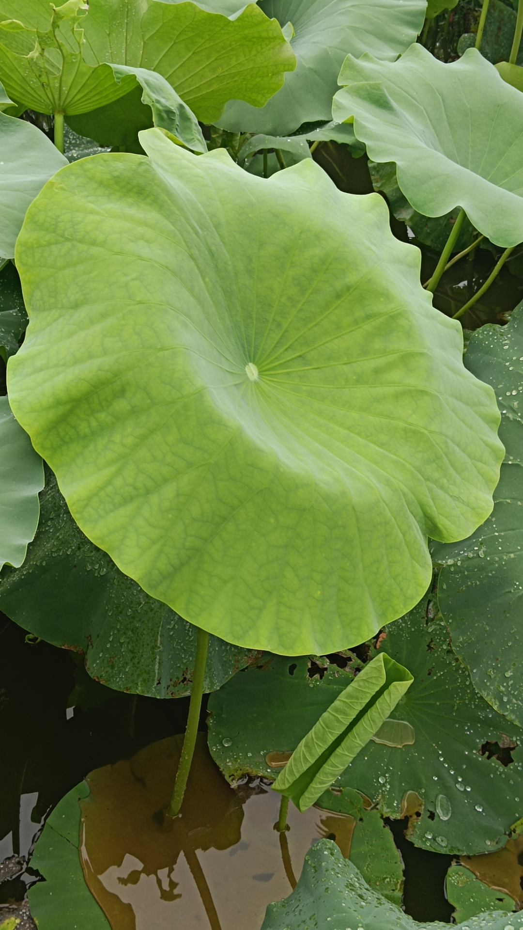 夏意浓,绿意盎然,一池碧叶随风舞