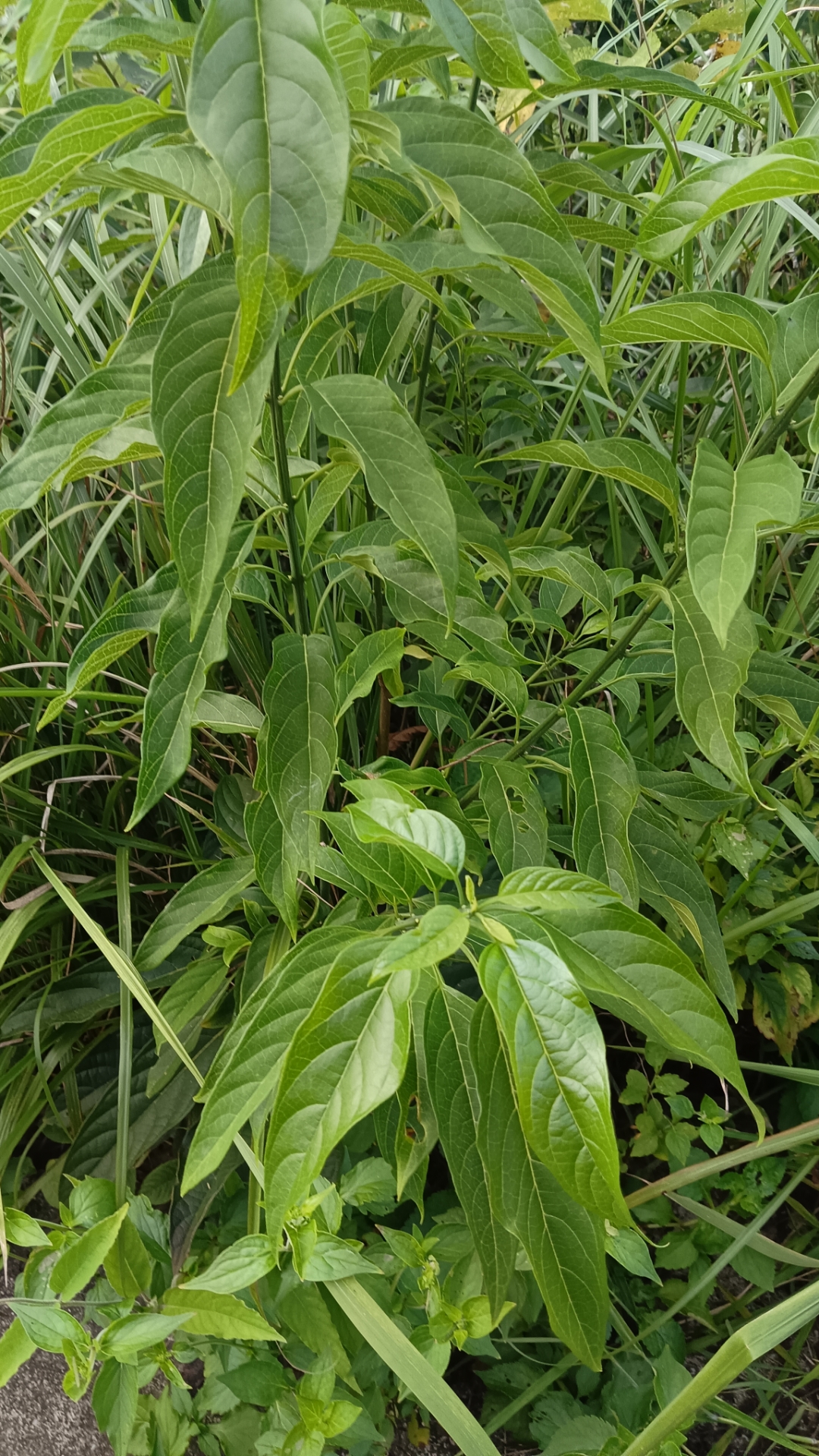 大青叶药片图片