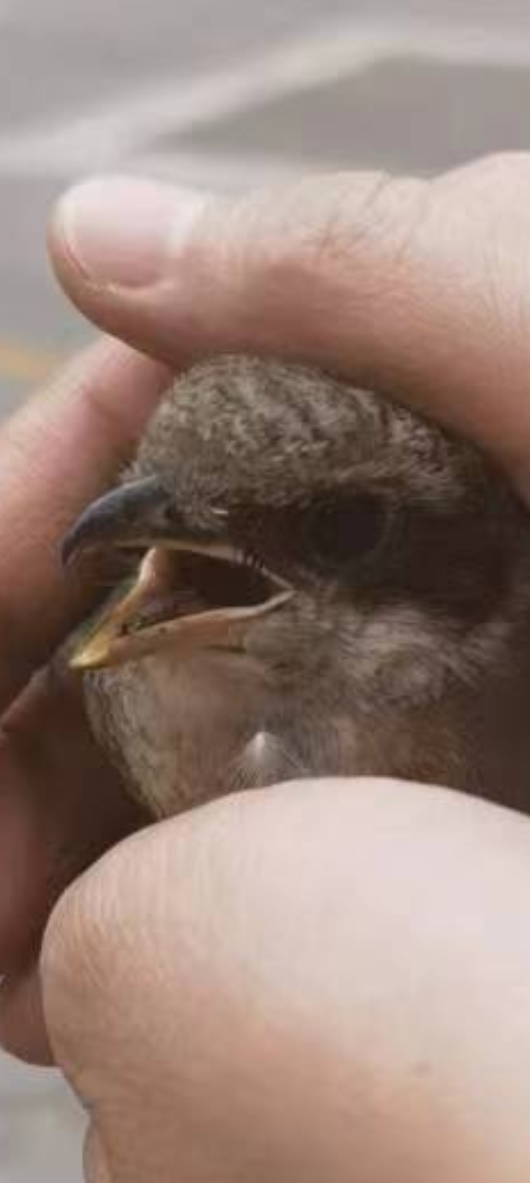 兰州马路上捡到一只翅膀受伤的鸟,谁知道是什么鸟?