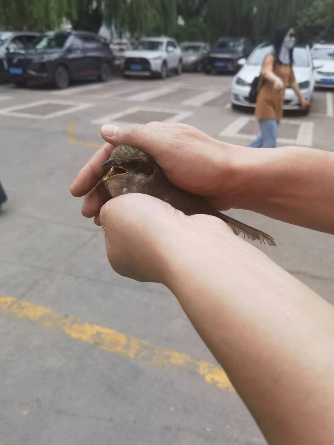 兰州马路上捡到一只翅膀受伤的鸟,谁知道是什么鸟?