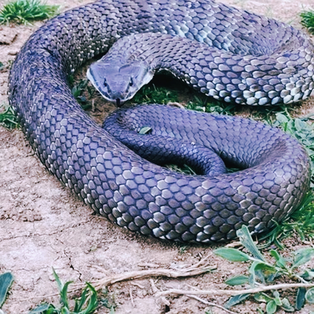 你知道地球上最毒的九种蛇吗. 1.