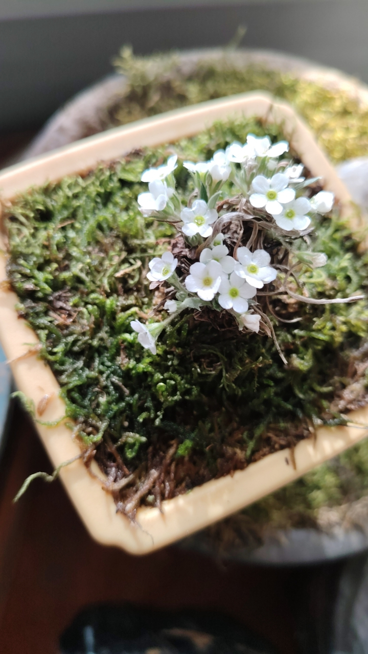 漂亮的山野草,长叶点地梅