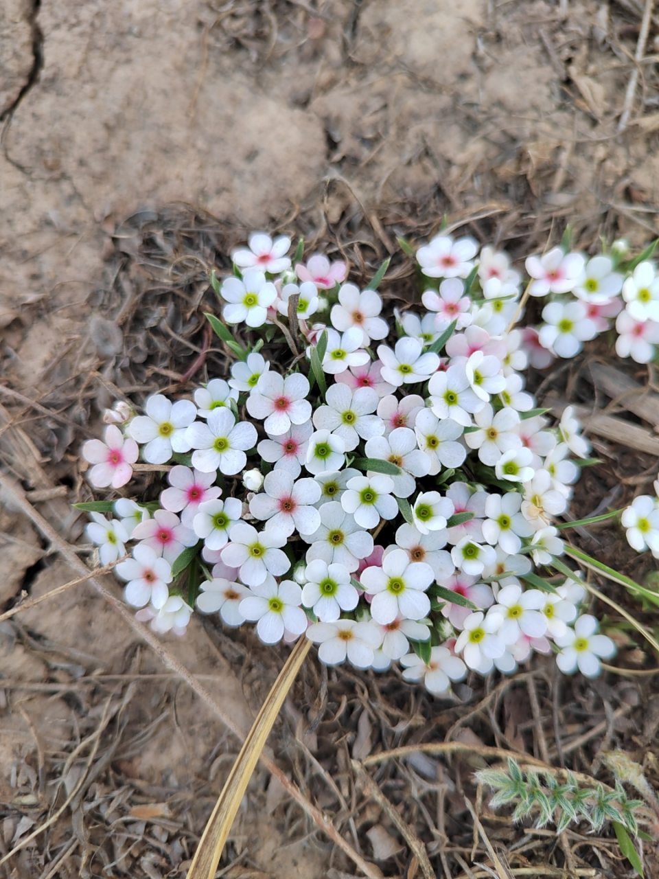 漂亮的山野草,长叶点地梅