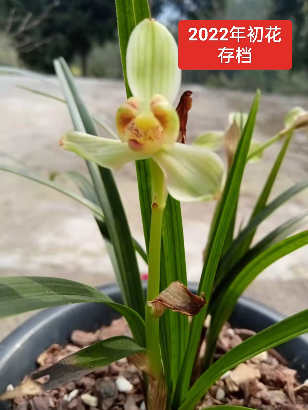 我与帝王梅 兰花春剑帝王梅,属于荷形梅瓣,产地:四川巴中市平昌县望京