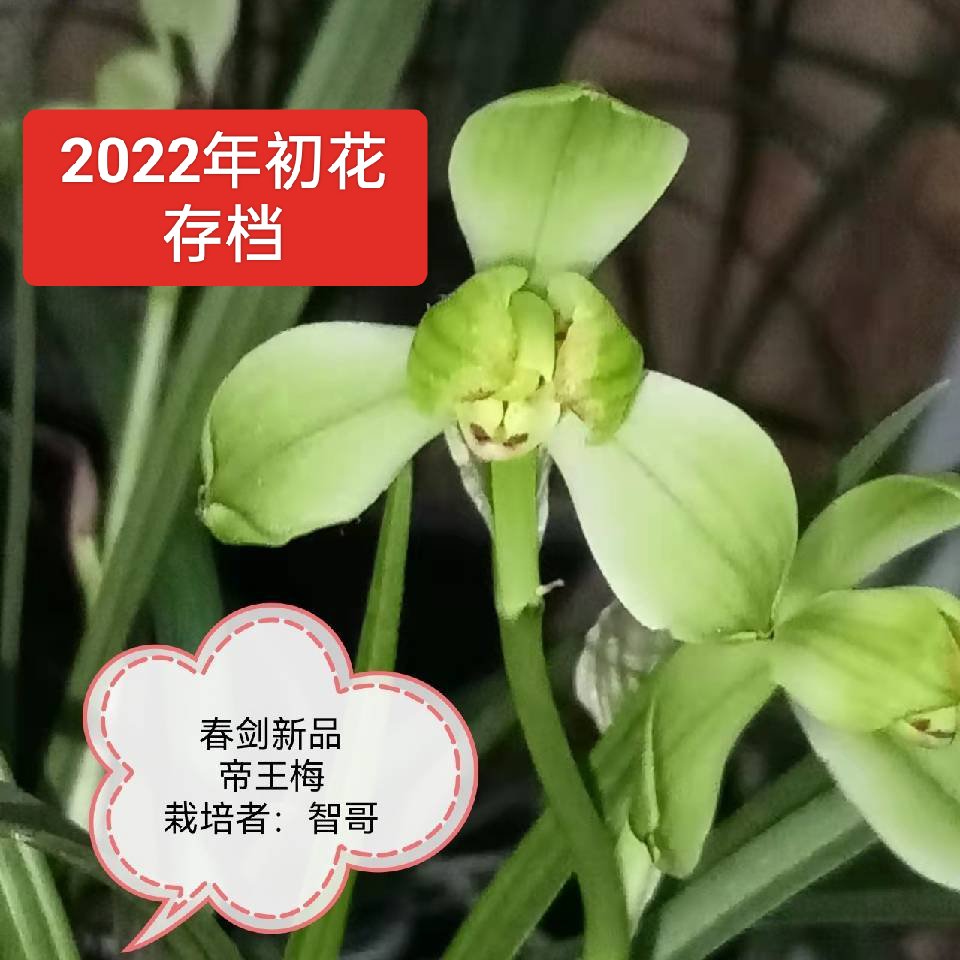 我与帝王梅 兰花春剑帝王梅,属于荷形梅瓣,产地:四川巴中市平昌县望京