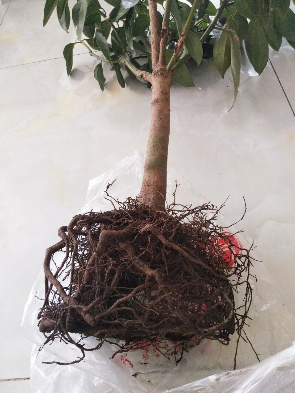 平安树叶子下垂,细的根系已经腐烂了,还有救吗?用生根粉还能救活吗?