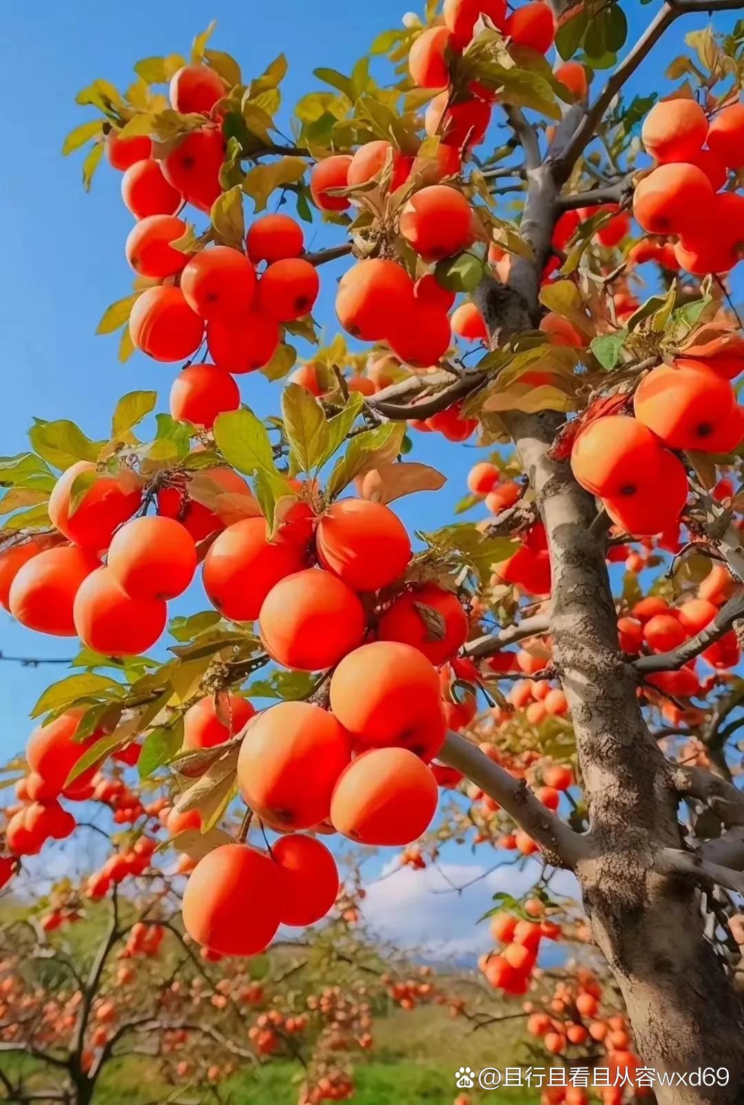 不禁让我想起了小时候,外婆家的那棵柿子树,每到秋天,我们都会一起摘