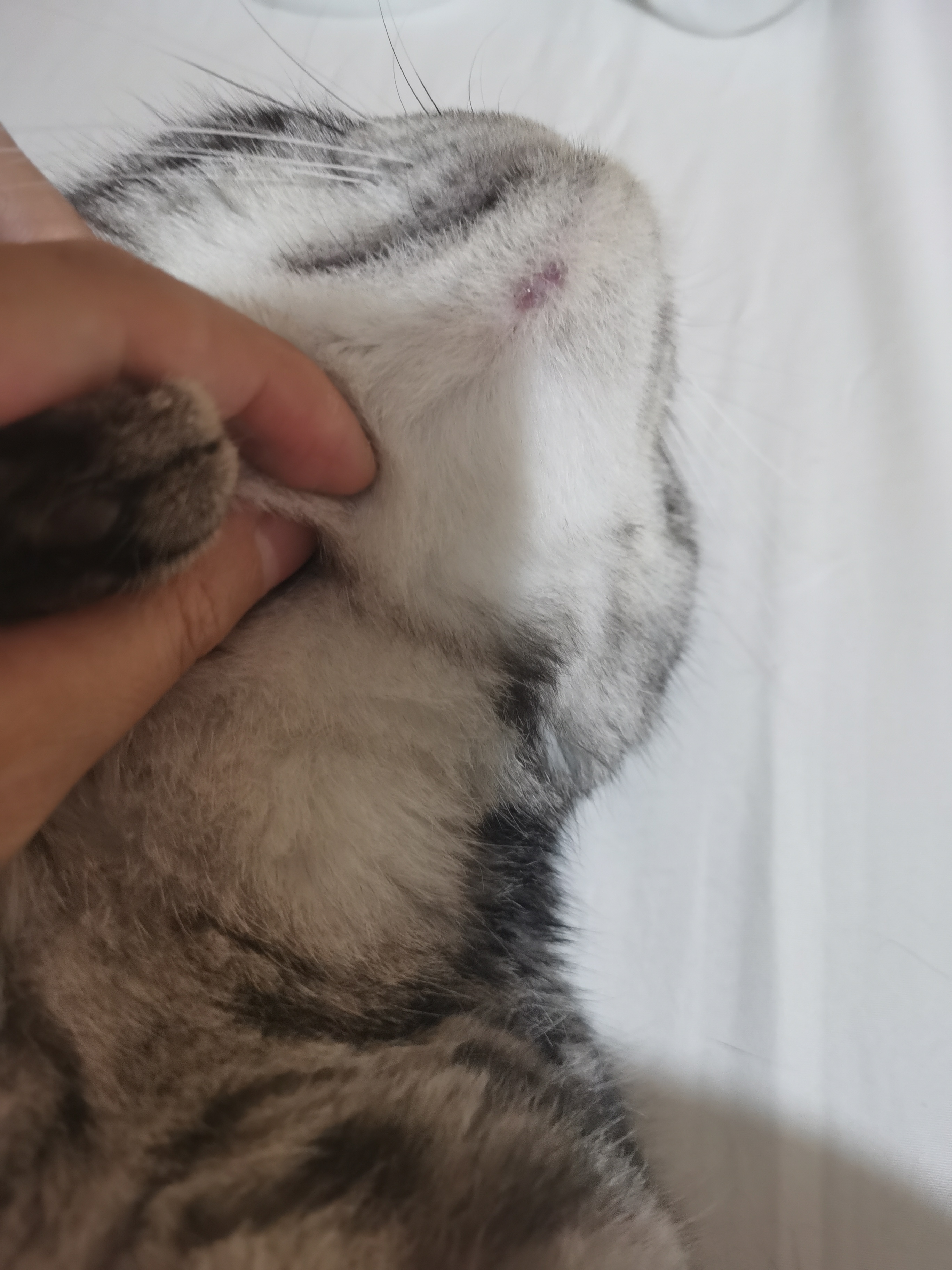 如果是人脸上肯定扎一就像挤痘痘一样挤出来,这是猫不敢弄,偶尔还有