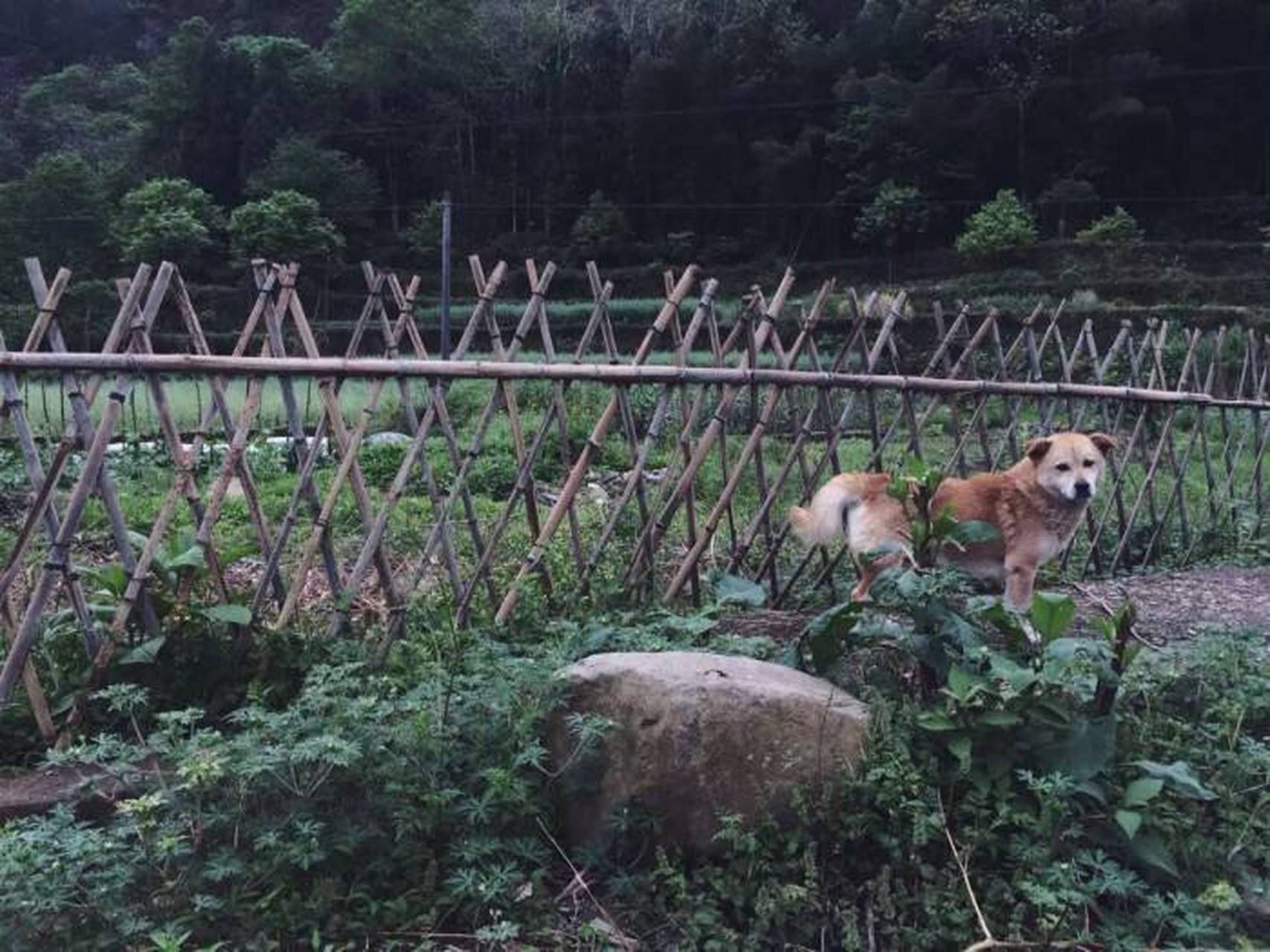 一只黄鞋一座山图片