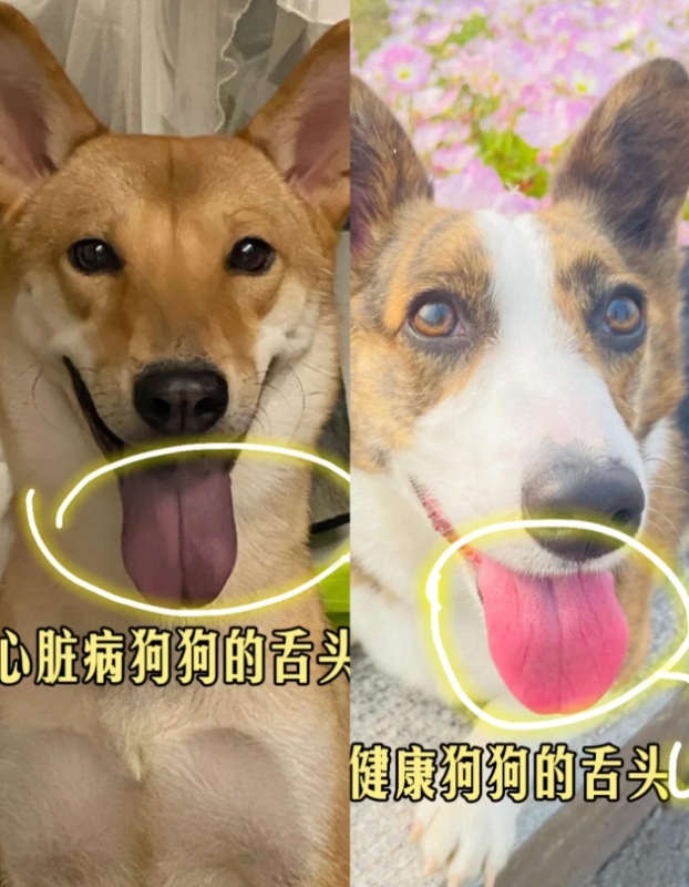 狗狗舌头发紫