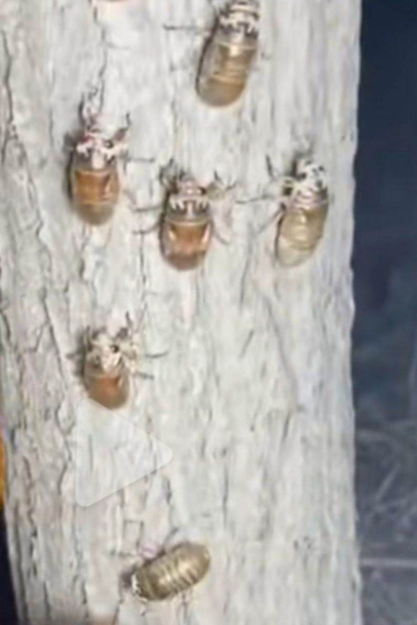 幼蝉在地下经过几年甚至十几年才爬出来,现在一到傍晚树林子里人头攒