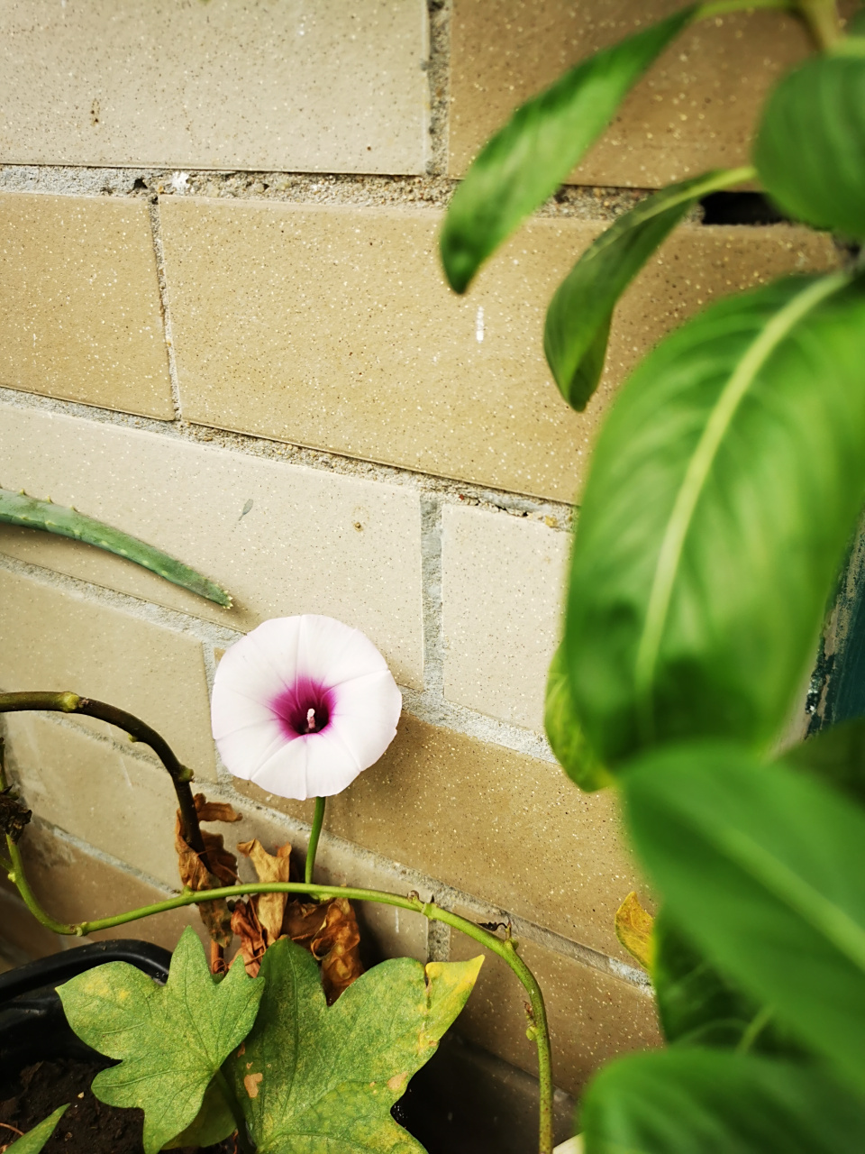 国庆第一天,紫薯开花!祝祖国紫气东来,繁荣昌盛!