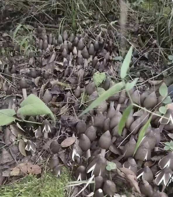 早上起了个大早去跑步,在山上发现了这种黑灰色蘑菇,想问下这个可以吃