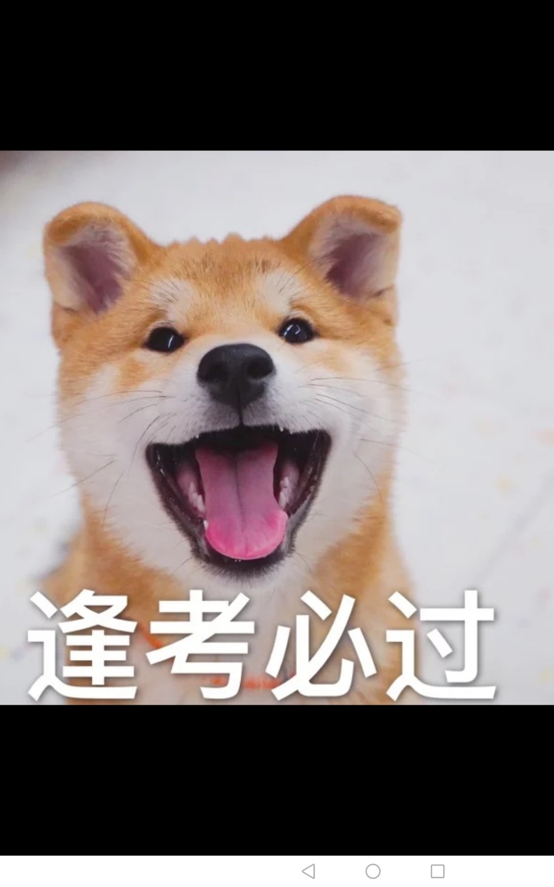 高考考完的图片搞笑又是一个送分题表情包高考狗狗图中考完大雨倾盆