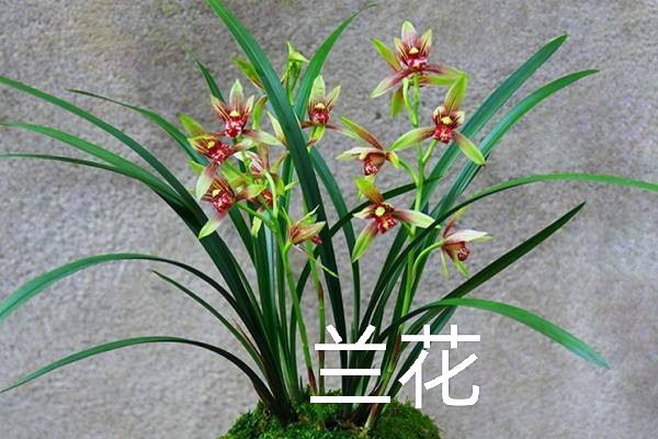 有钱人都在养的3种"福气花",寓意吉祥,放氧吸毒,越养越幸福