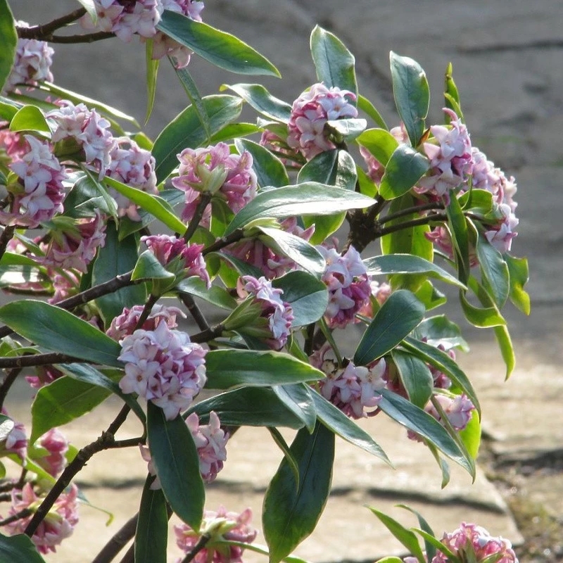 米叶瑞香花图片图片