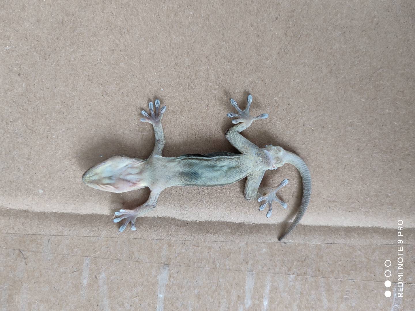 看看小壁虎的爪子,原来是这样的,可怜的小生命