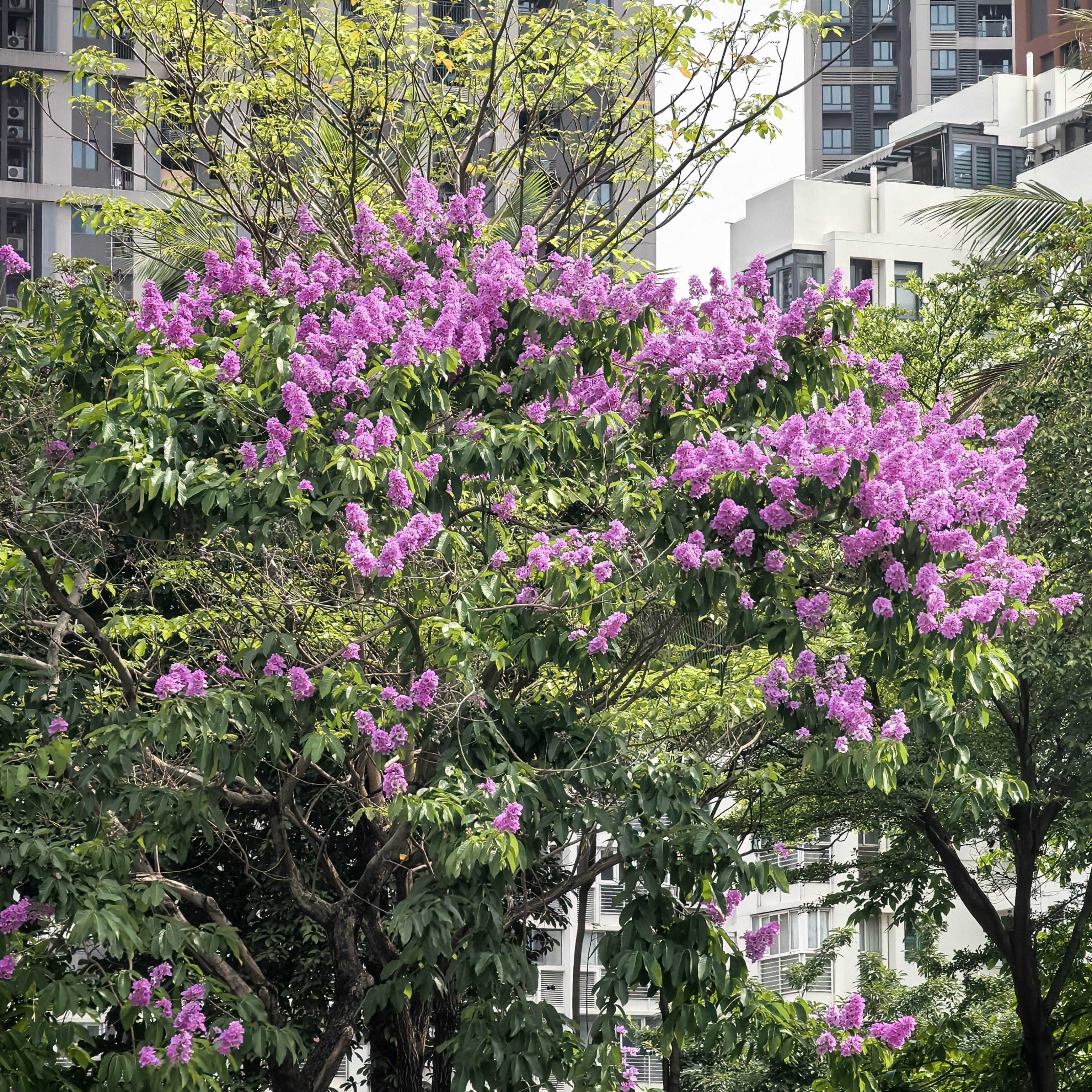 本地逛吃笔记  上班路上拍两棵大叶紫薇花