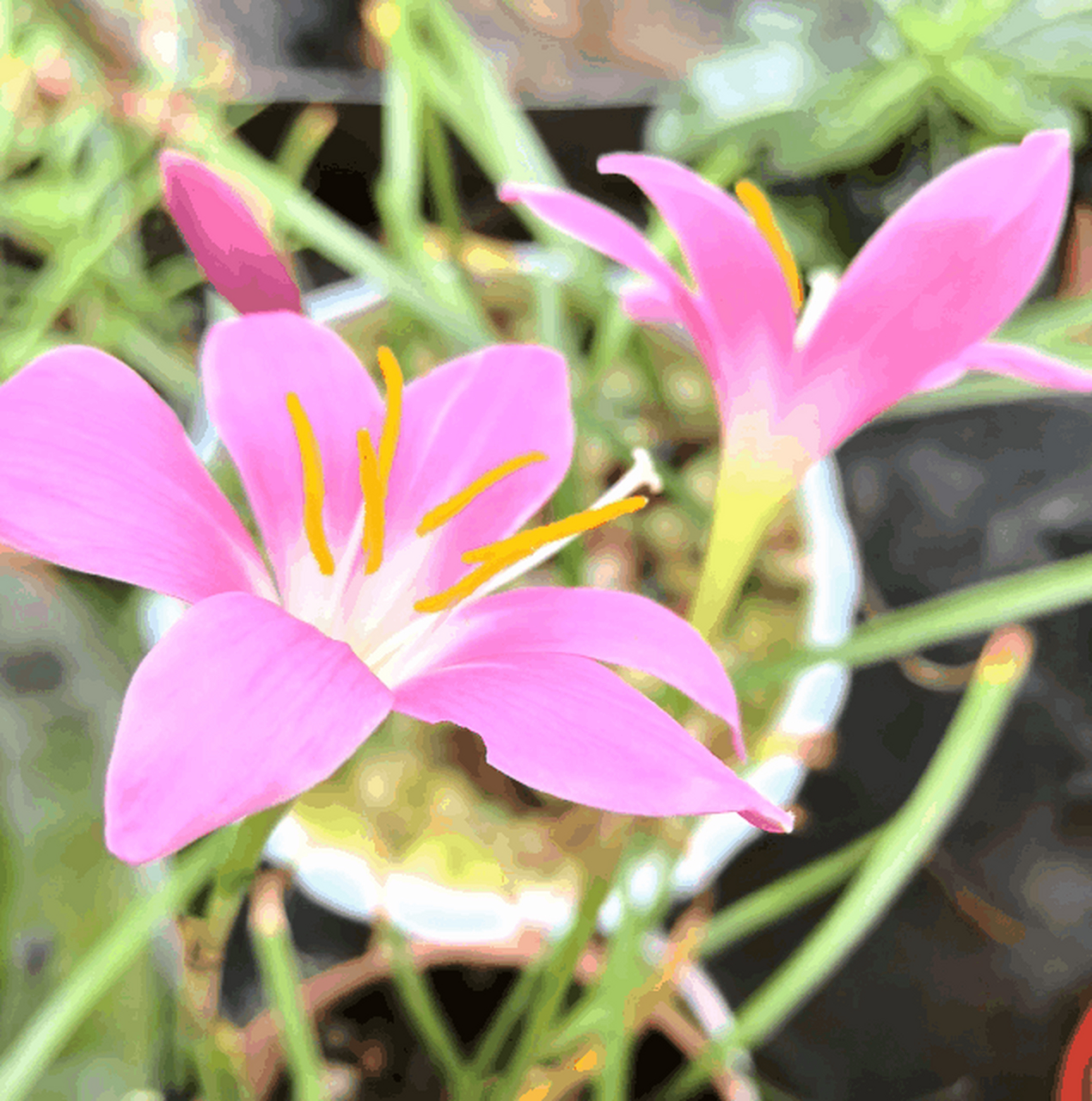 动态连更挑战# 窗台上的风雨兰开了,粉红色的花朵在风中轻轻摇曳.