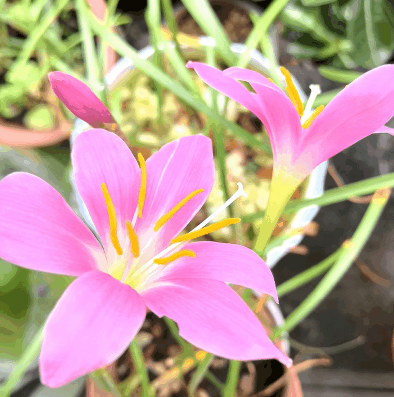 动态连更挑战# 窗台上的风雨兰开了,粉红色的花朵在风中轻轻摇曳.