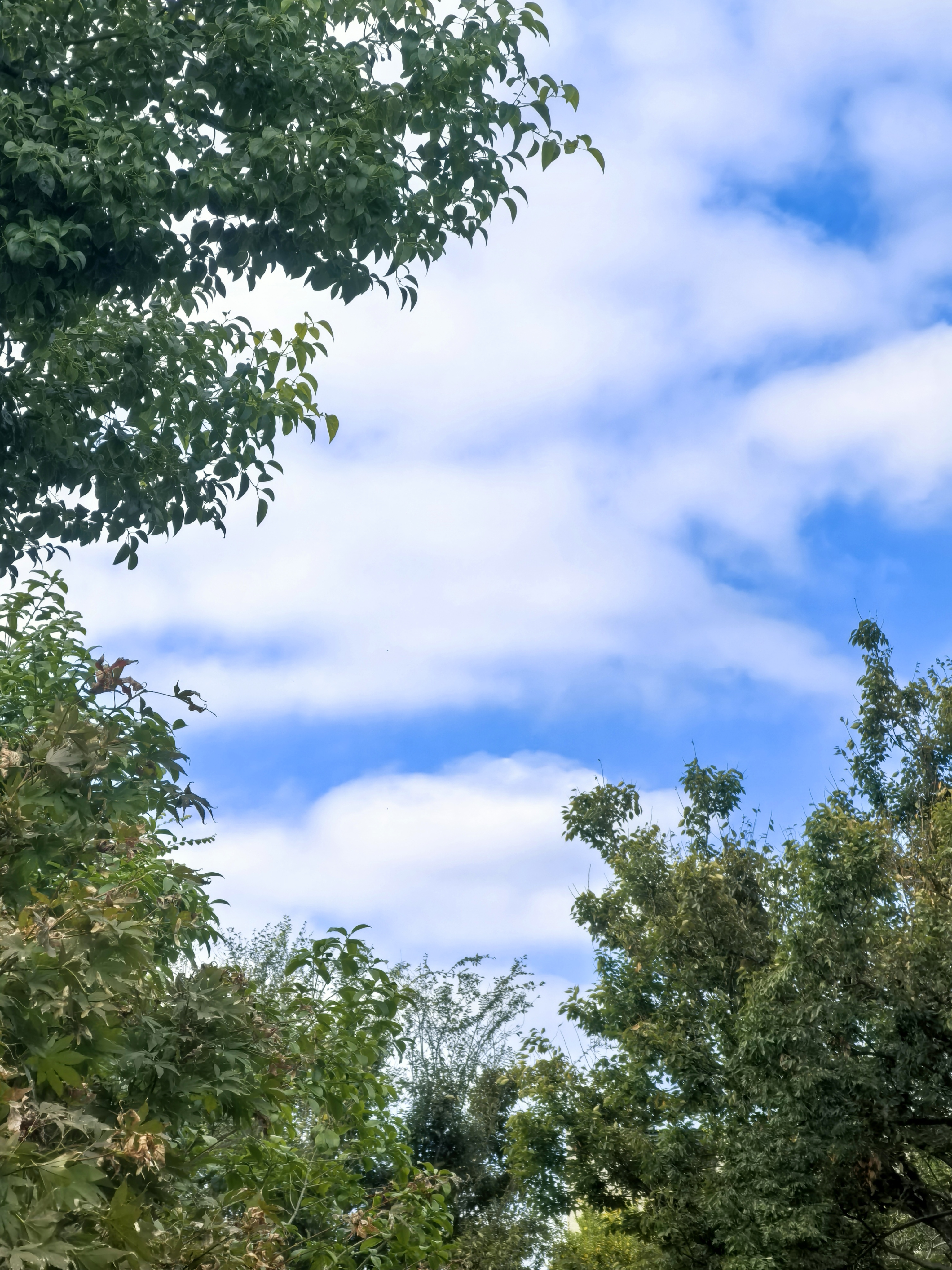 天空依然是那么蓝,如水晶般澄澈通透,白云如