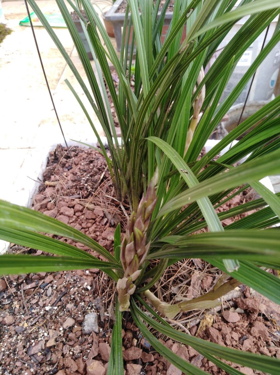 九头兰一株13花蕾