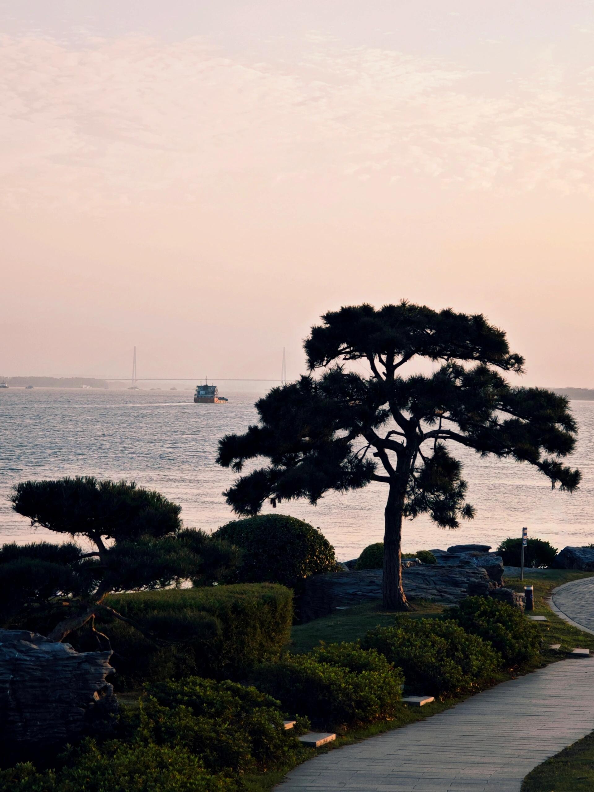 夕阳下的海景步道,两旁松树挺立,远处小船点点,美不胜收