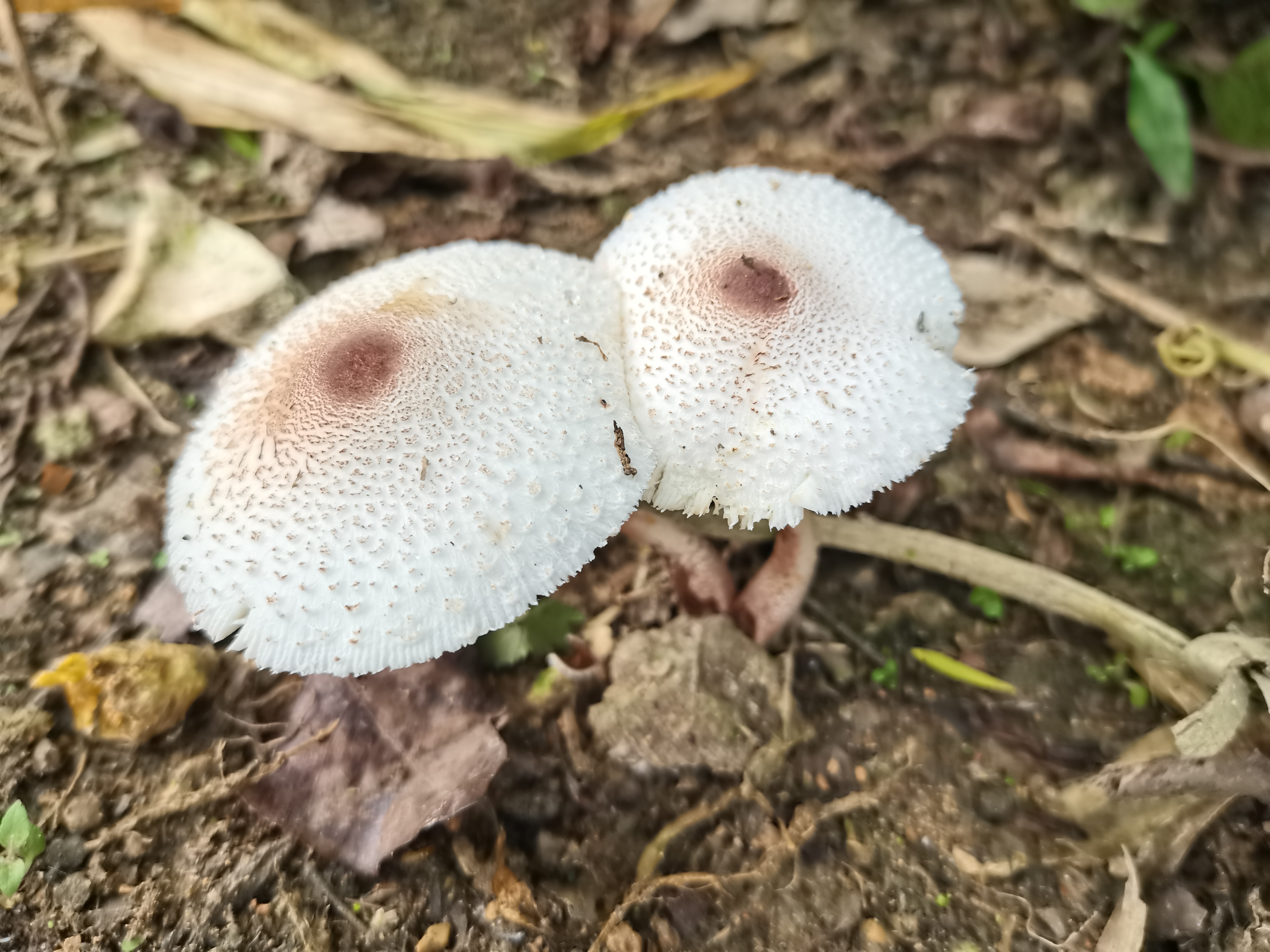 这是老家龙眼树下长出来的野生蘑菇,能不能吃呢?有谁知道回答一下