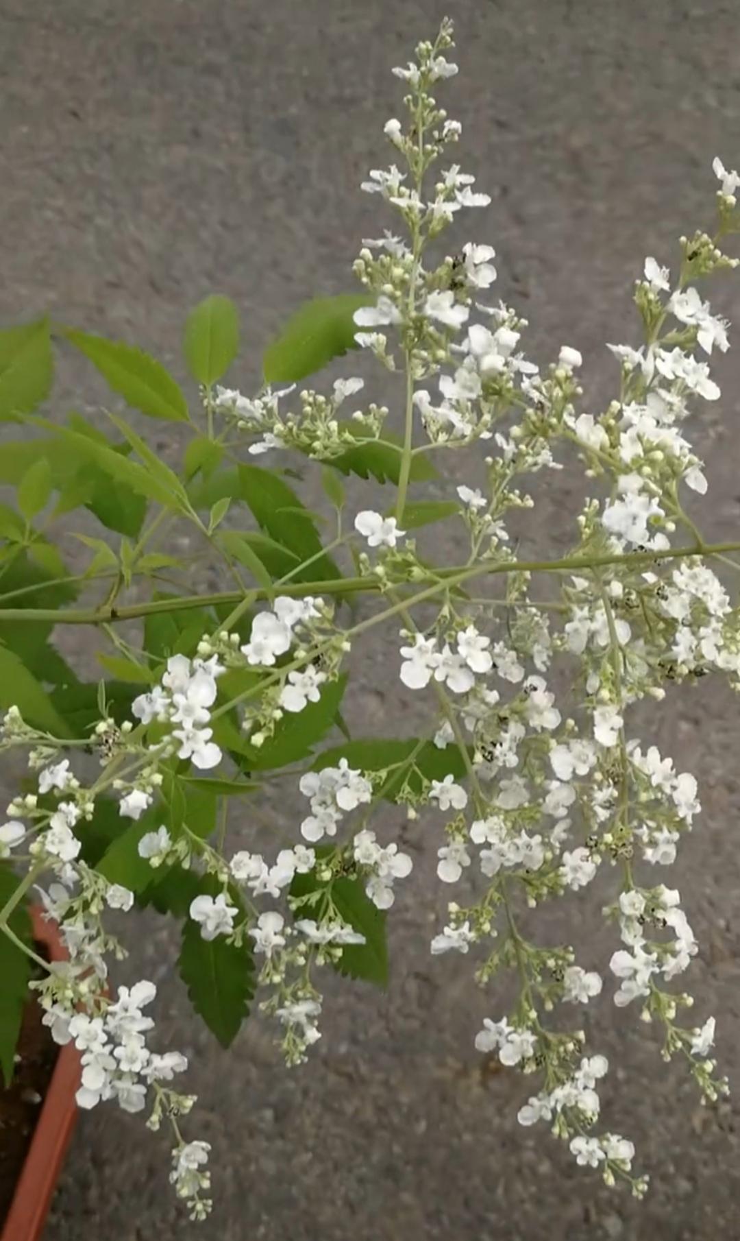 荆花荣茂图片