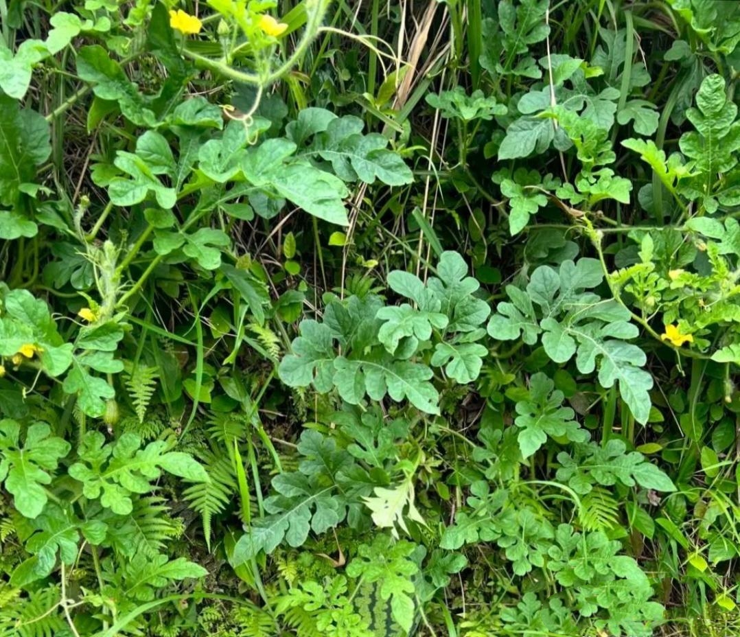 今天上午我去山上挖野菜,竟然发现一颗野生的西瓜,翠绿色的很诱人